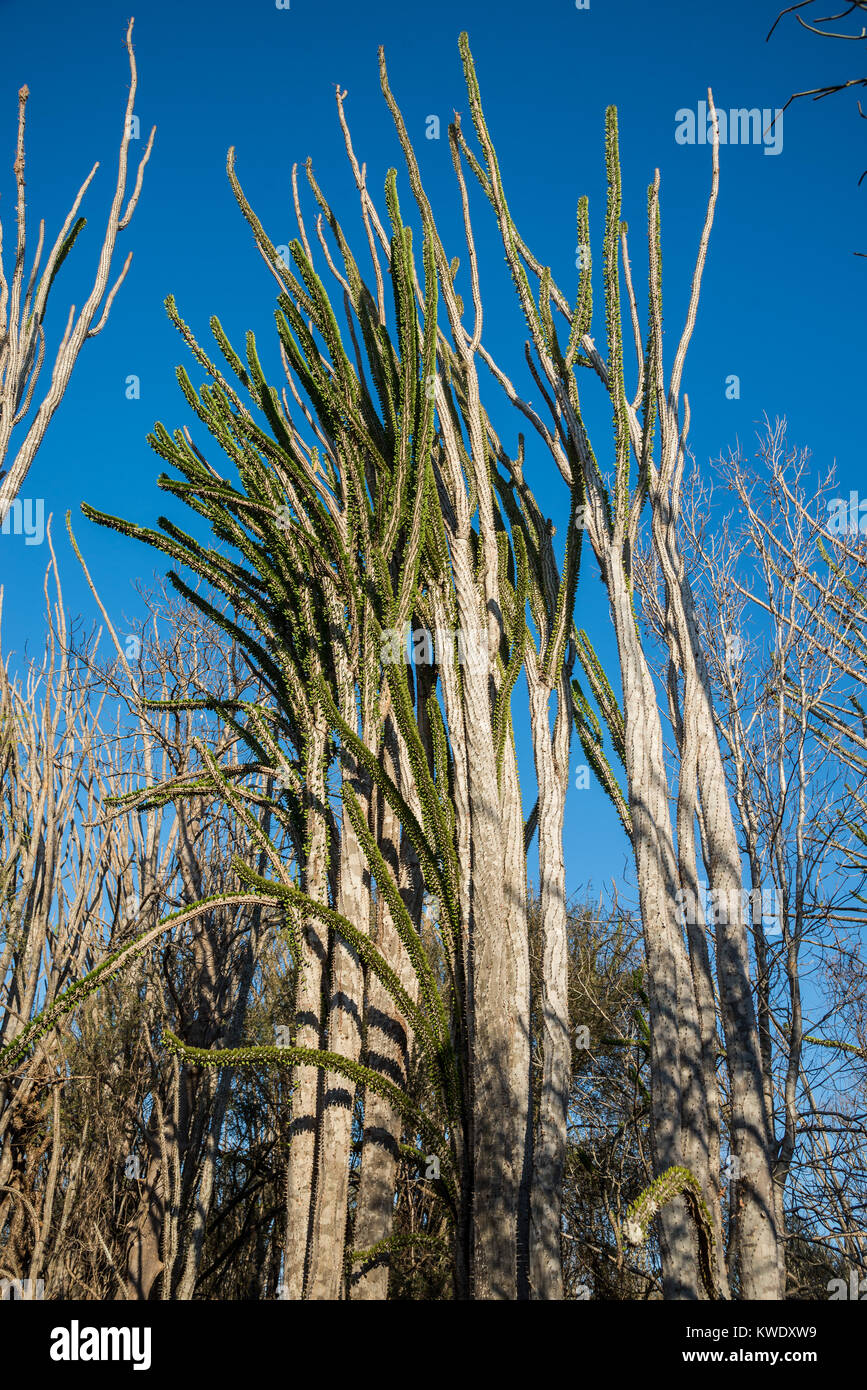 Alluaudia procera, o il Madagascar ocotillo, sono unici per la foresta spinosa a Berenty riserva privata nel sud-ovest del Madagascar, Africa. Foto Stock