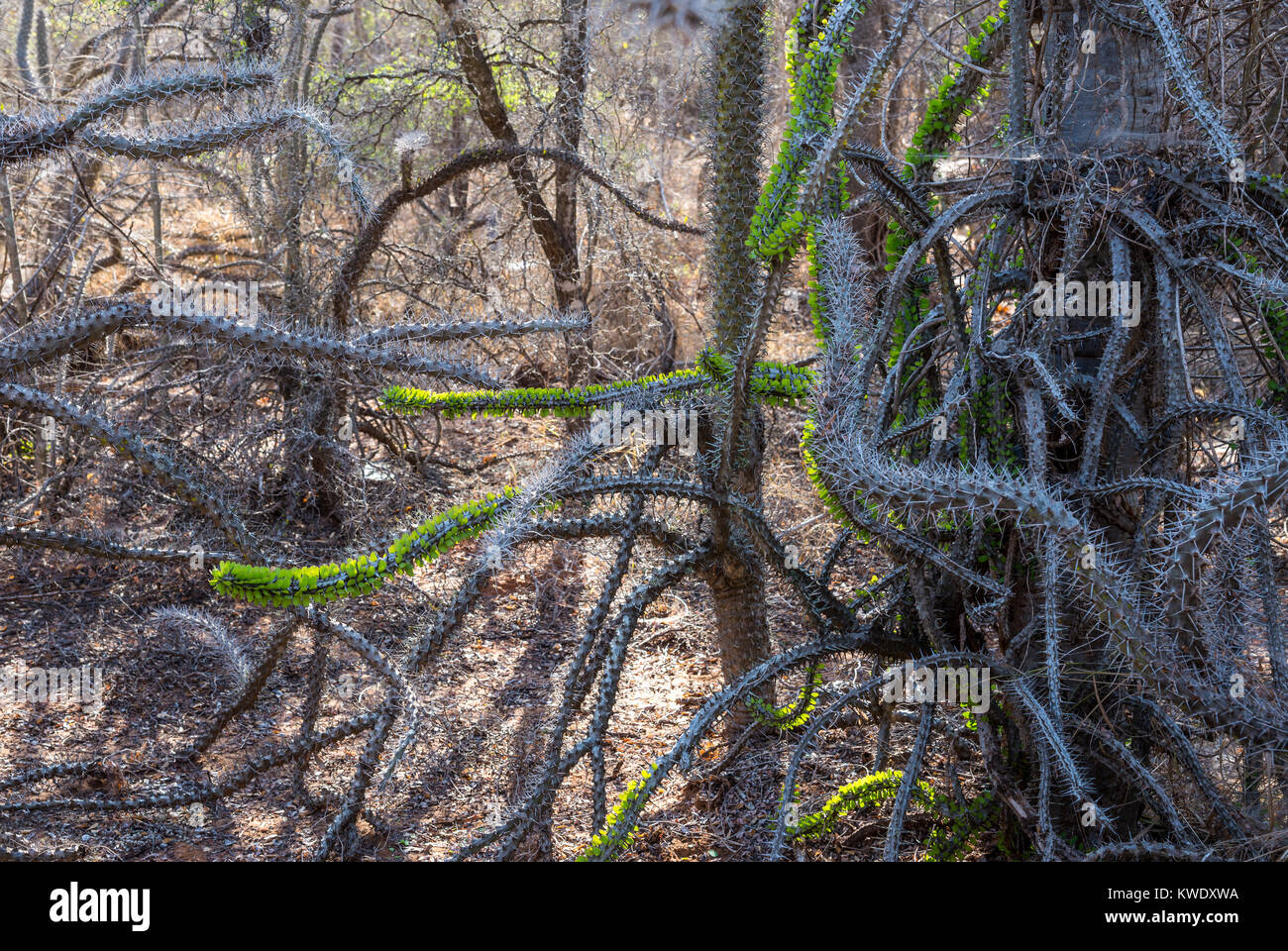 Alluaudia procera, o il Madagascar ocotillo, sono unici per la foresta spinosa a Berenty riserva privata nel sud-ovest del Madagascar, Africa. Foto Stock