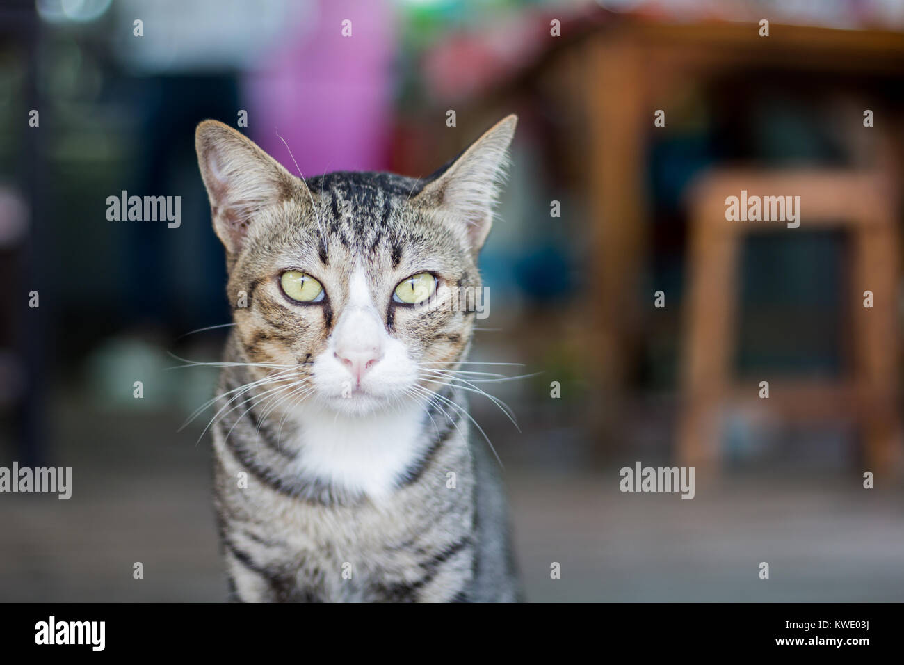Ritratto del gatto Foto Stock