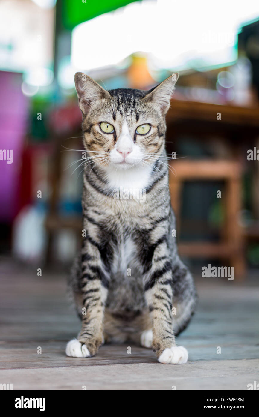 Ritratto del gatto Foto Stock