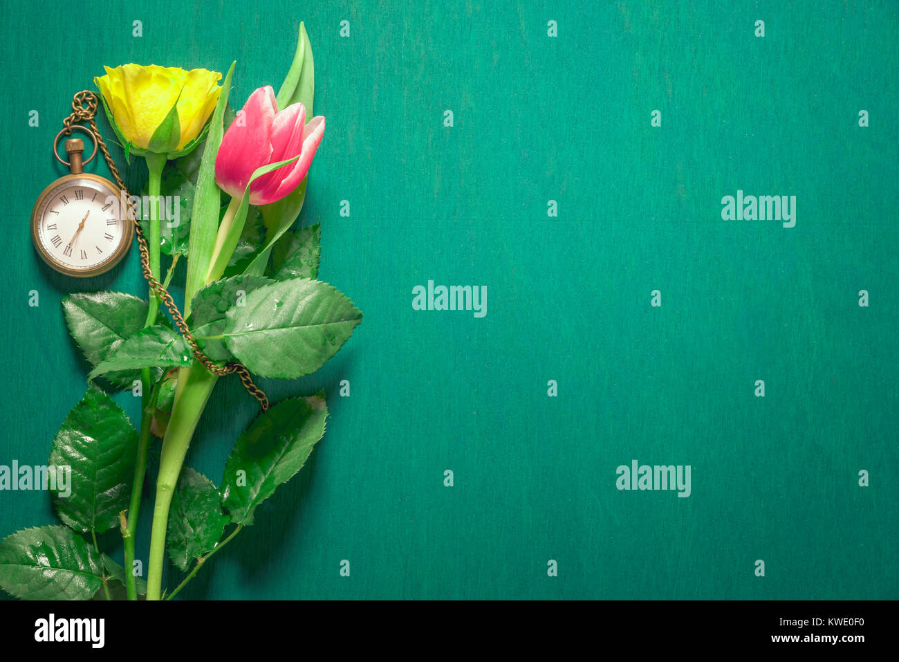 Rosa gialla e una rosa tulip spruzzati con acqua e un vintage orologio da tasca in prossimità di essi su un sfondo verde scuro. Foto Stock