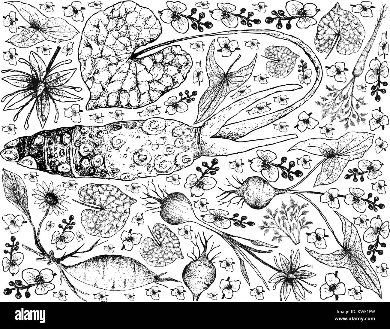 Radici tuberose e verdure, lo sfondo dell'illustrazione di mano il bozzetto di Amburgo fresco Prezzemolo, Yacon, Wasabi, Camas e latifoglie piano Arrowhead Illustrazione Vettoriale