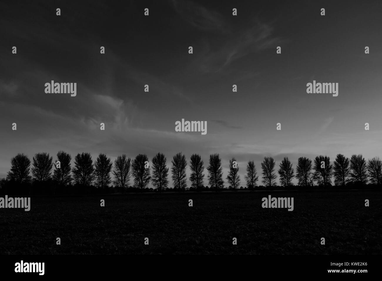 In bianco e nero di alberi, Glinton village, Cambridgeshire, England, Regno Unito Foto Stock