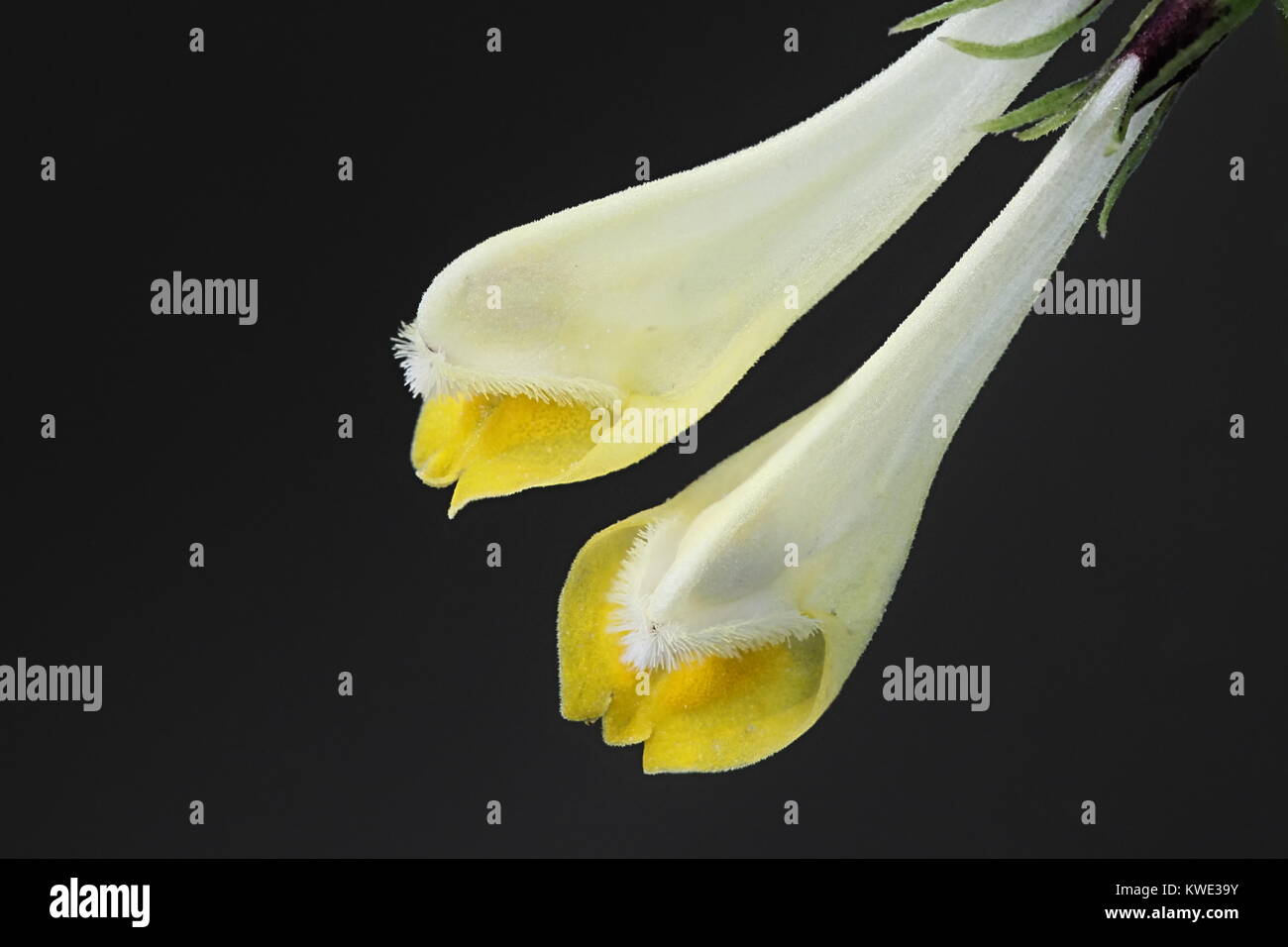 Fiori di vacca comune di frumento Foto Stock