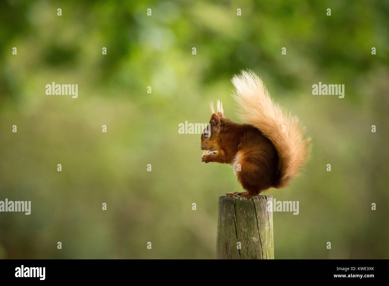 Close-up di scoiattolo sul palo di legno Foto Stock