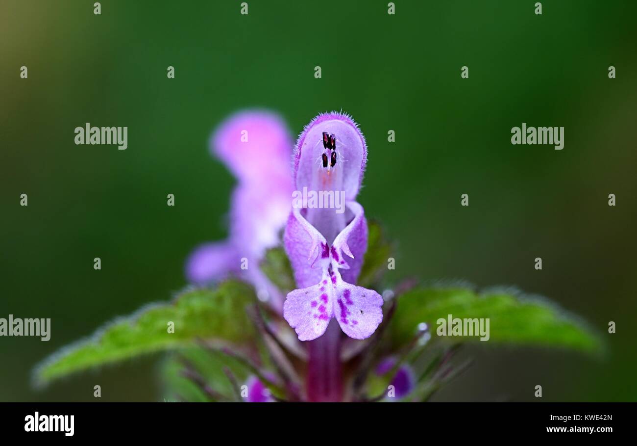 Lamium purpureum, noto come red dead-ortica, viola morti di ortica, henbit rosso o viola arcangelo Foto Stock