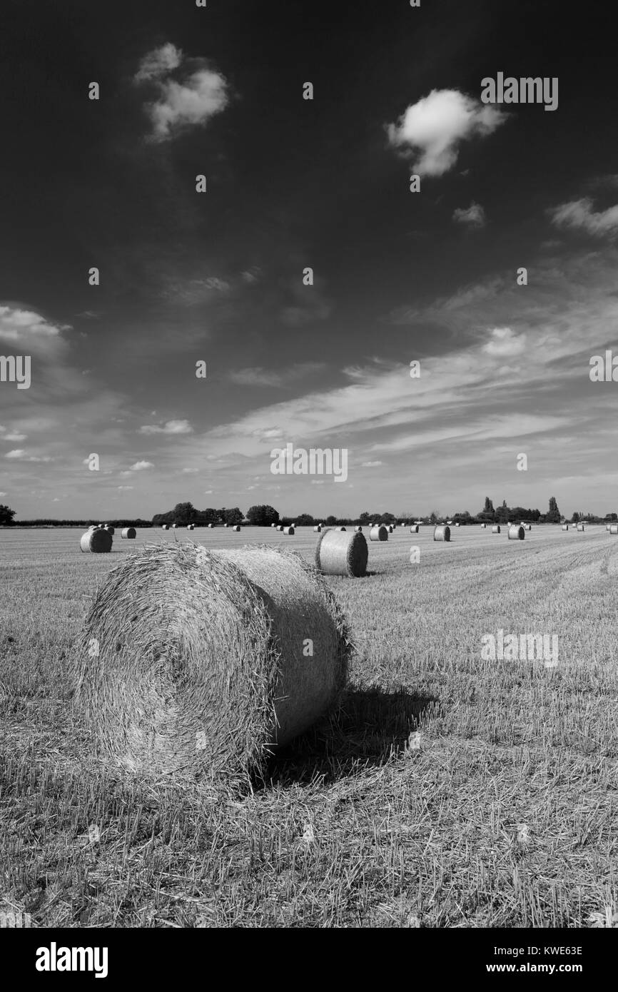 Estate, le balle di paglia in campi di grano vicino alla città di Ely, Fenland, Cambridgeshire, England, Regno Unito Foto Stock