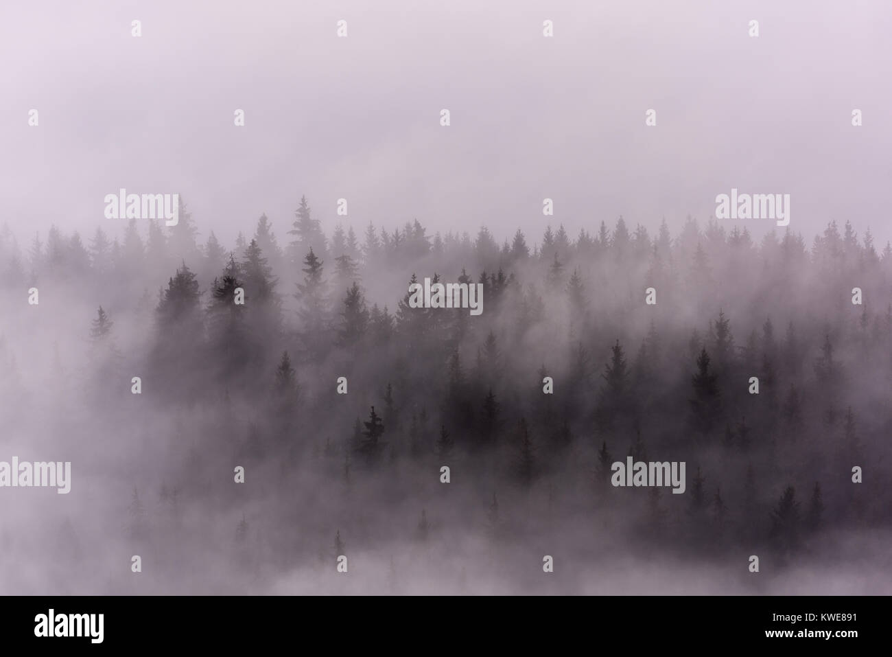 La nebbia al di sopra di foreste di pino. Foschia mattutina vista in umido zona di montagna. Foto Stock