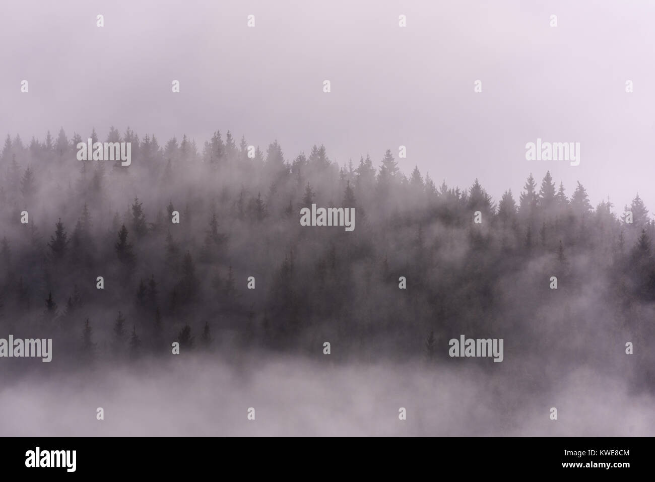 La nebbia al di sopra di foreste di pino. Foschia mattutina vista in umido zona di montagna. Foto Stock