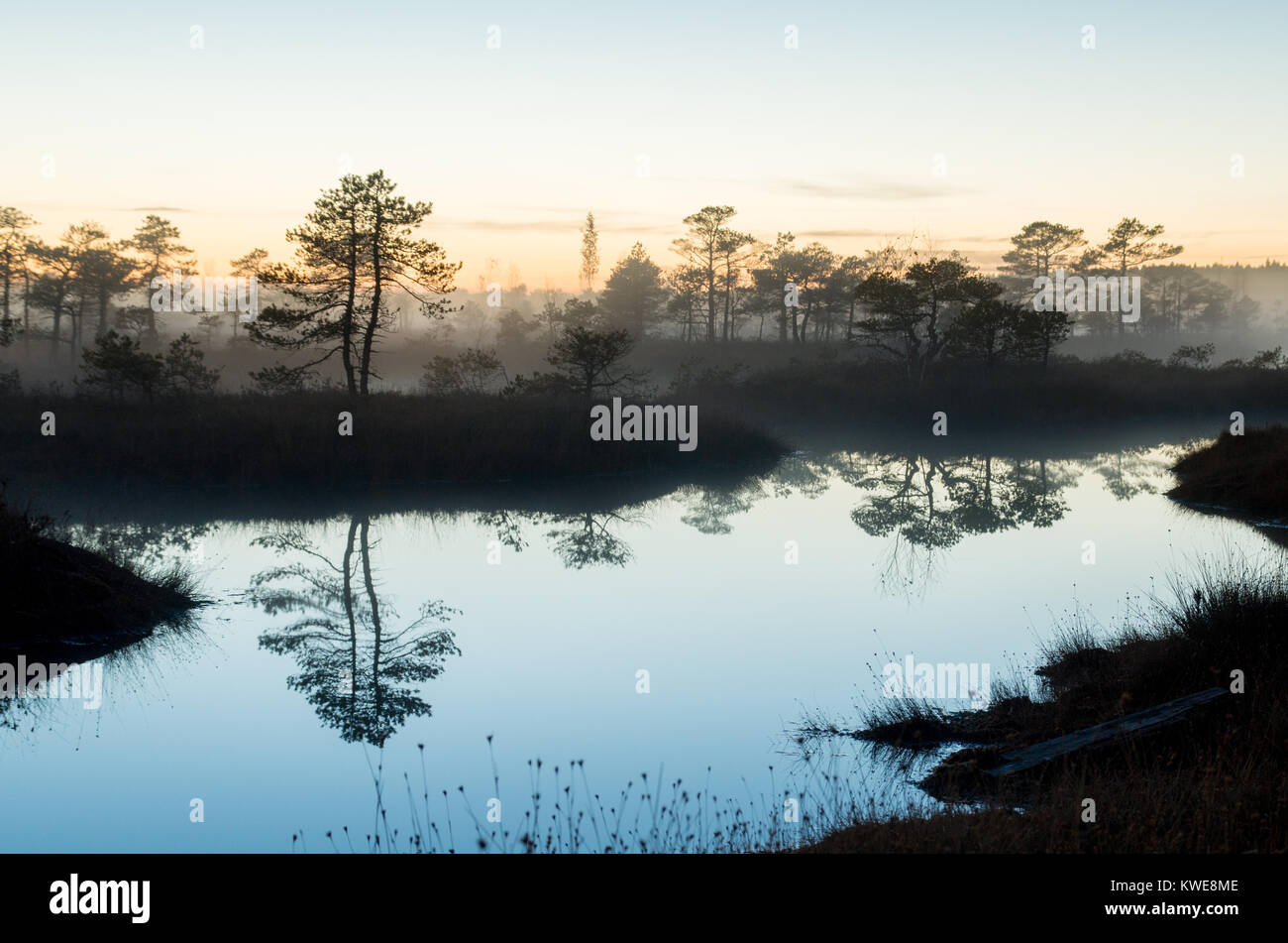 Un stagno di acqua nella palude Kemeri dopo il tramonto con riflessi di sagome di albero e strisciante nebbia. Foto Stock