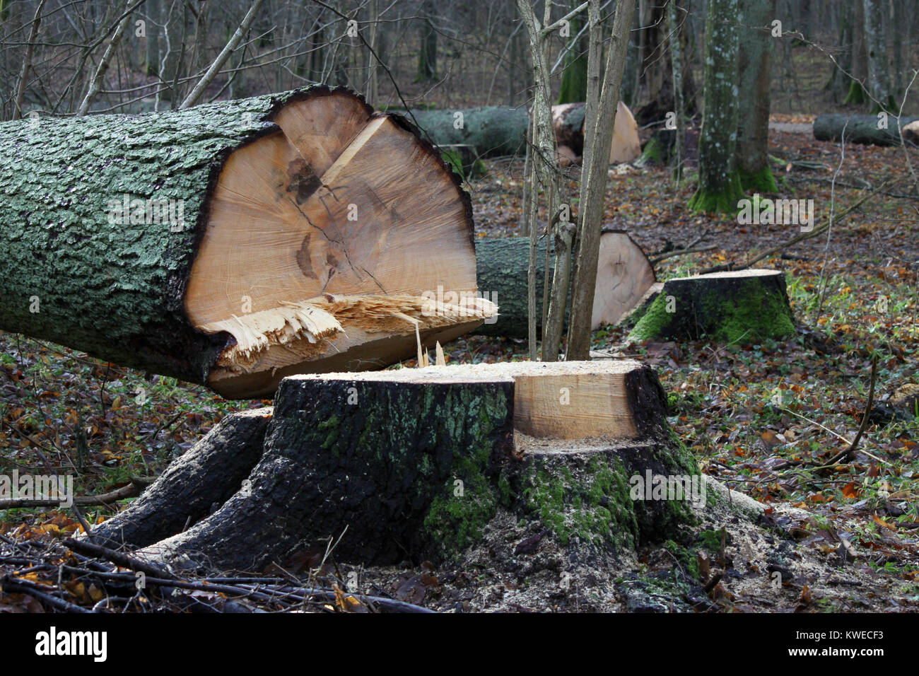 Tagliare albero nella Foresta di Białowieża, Polonia Foto Stock