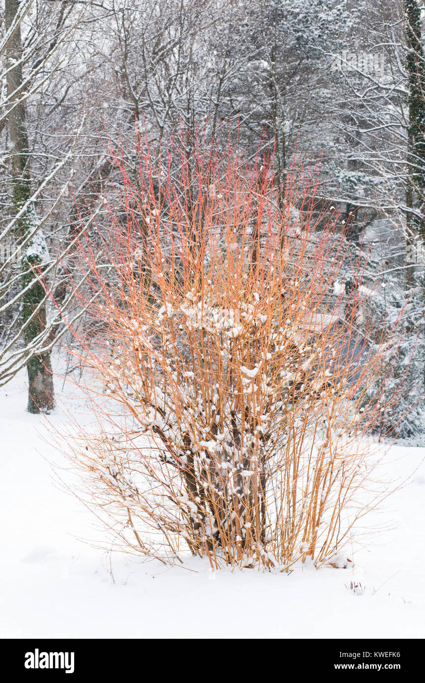 Inverno steli di Cornus sanguinea 'Midwinter Fire' nella neve. Foto Stock