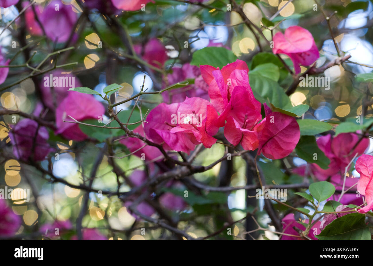 Fiori di bouganville che cresce in un ambiente protetto. Foto Stock