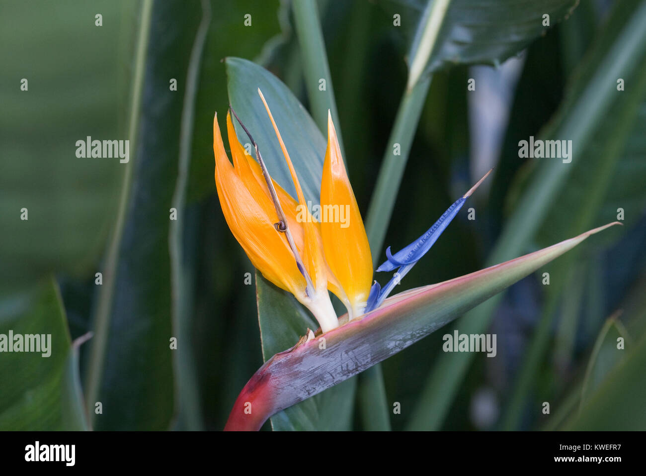 Strelitzia reginae. Uccello del paradiso fiore. Foto Stock