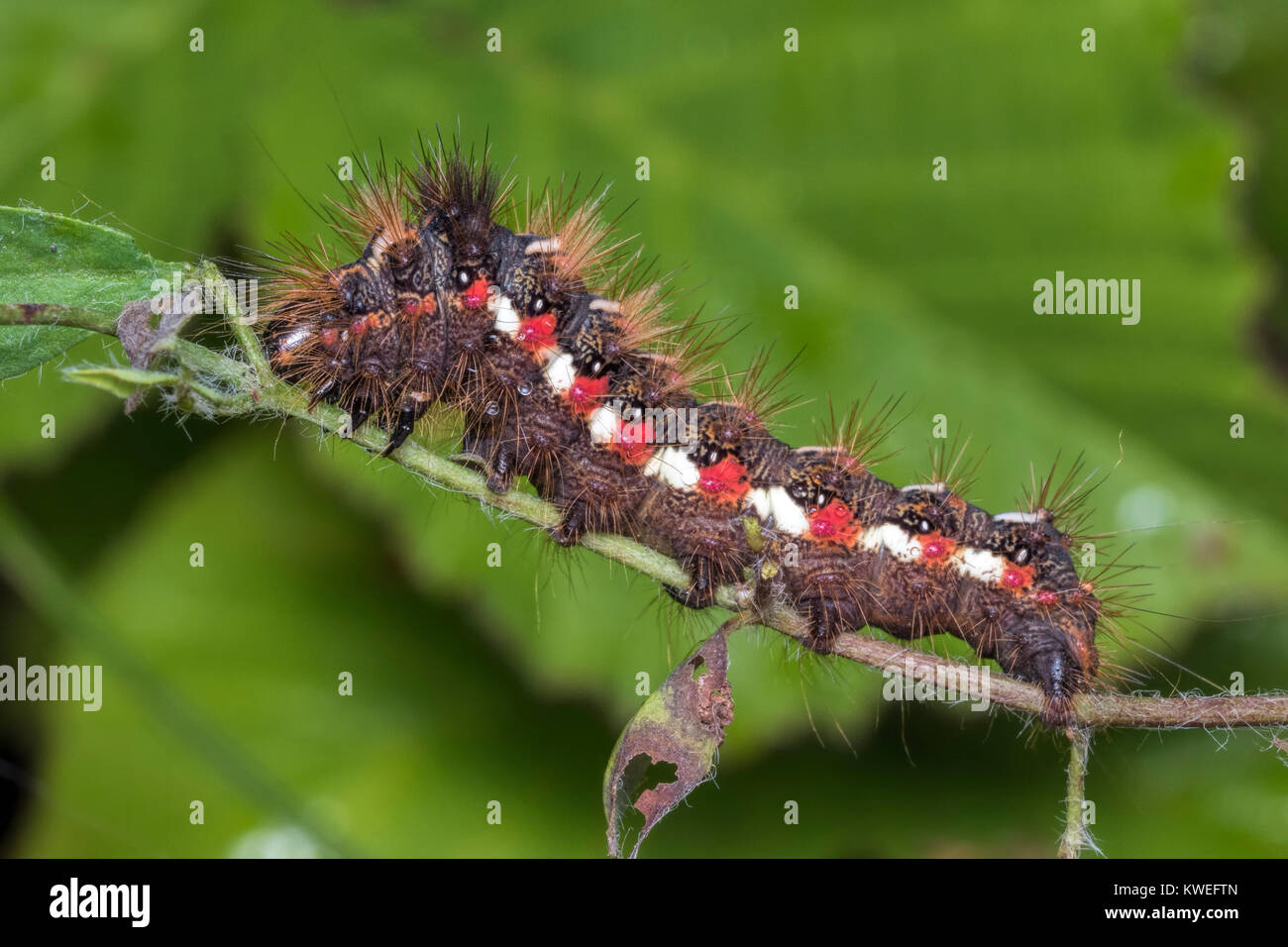 Nodo erba moth caterpillar (Acronicta rumicis) camminando lungo un gambo di pianta. Cahir, Tipperary, Irlanda. Foto Stock