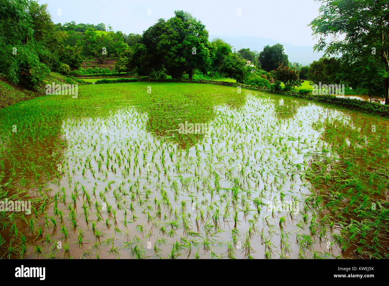 Visualizzare coltivati a risaia con acqua vicino Lavasa, Pune Foto Stock