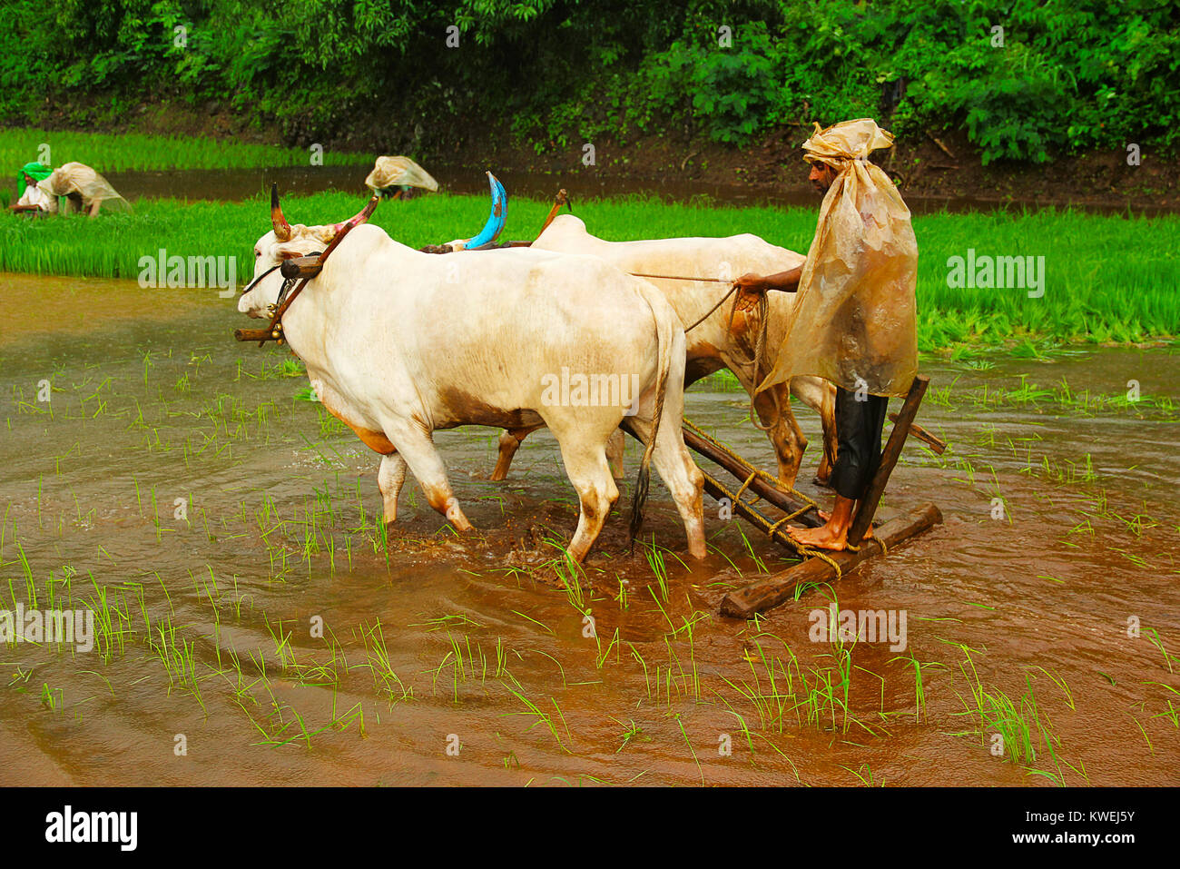 Agricoltore aratura risone campo con un paio di buoi, vicino Lavasa, Pune Foto Stock