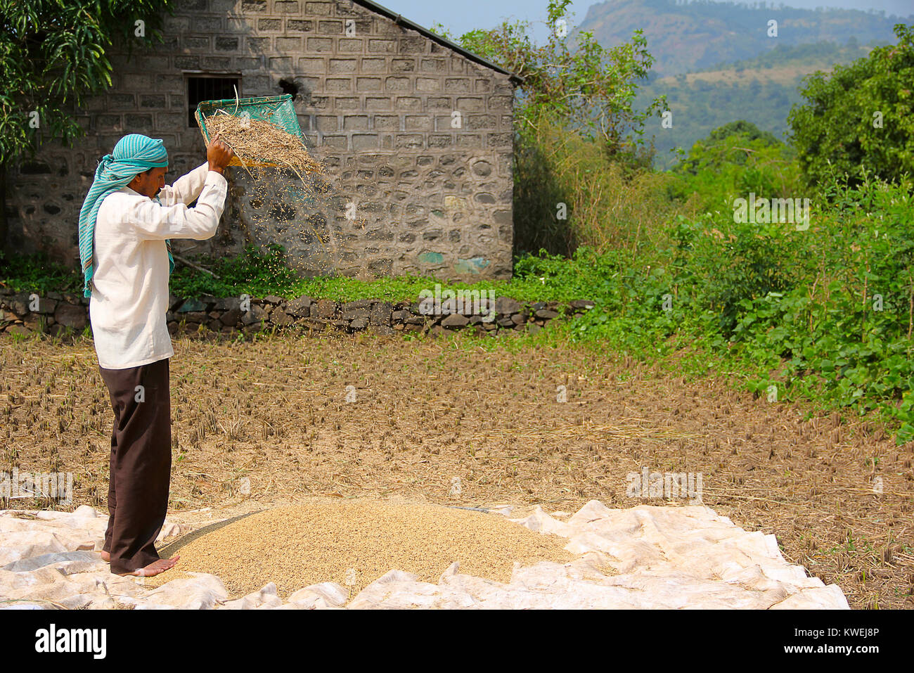 Vento agricoltore la sbramatura, essiccazione e lo smistamento di riso dopo il raccolto, Sonapur Village, vicino Panshet, Pune Foto Stock