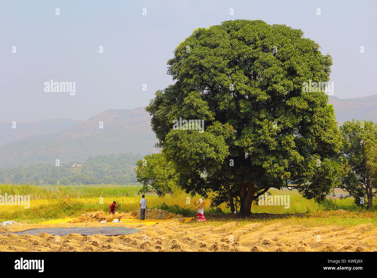 Gli agricoltori la trebbiatura del riso nelle risaie, colpo lungo, Sonapur Village, vicino Panshet, Pune Foto Stock