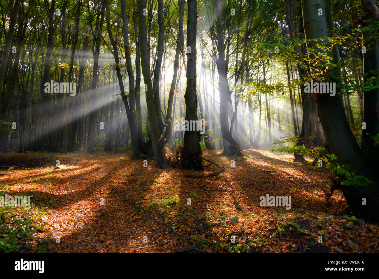 Sunray in una nebbiosa foresta di faggio, la luce del mattino in autunno, Siebenbirge, Germania, Europa Foto Stock