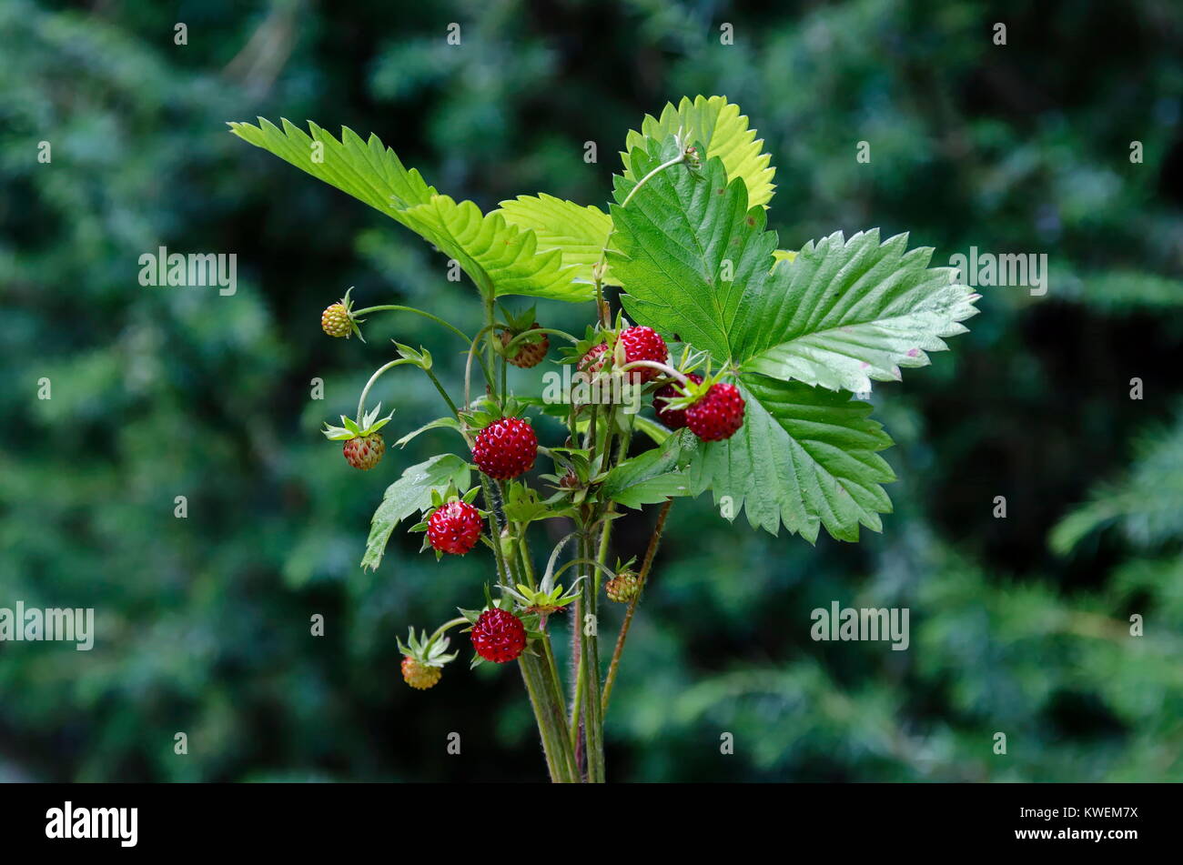 Bouquet da mature di fragole selvatiche frutti con foglie, Plana mountain, Bulgaria Foto Stock