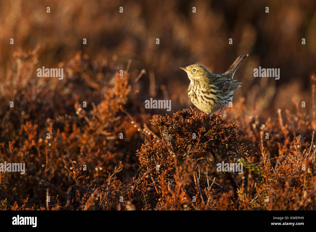 Pipa di prato, nome latino Anthus pratensis, arroccato su erica in calda luce del mattino presto Foto Stock