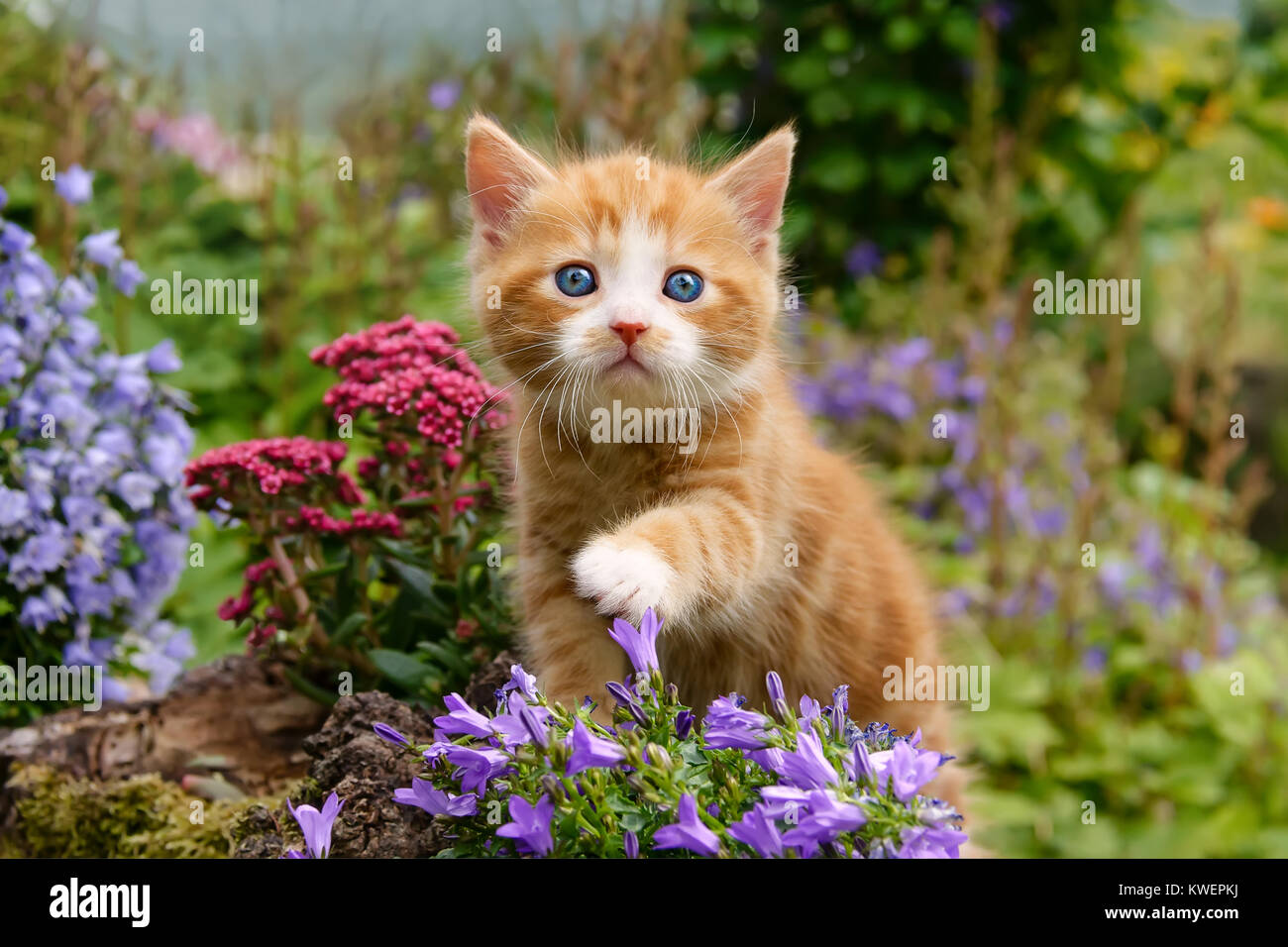 Un simpatico lanuginoso rosso tabby baby gattino con splendidi occhi blu giocando con i fiori in un giardino, Germania. Foto Stock