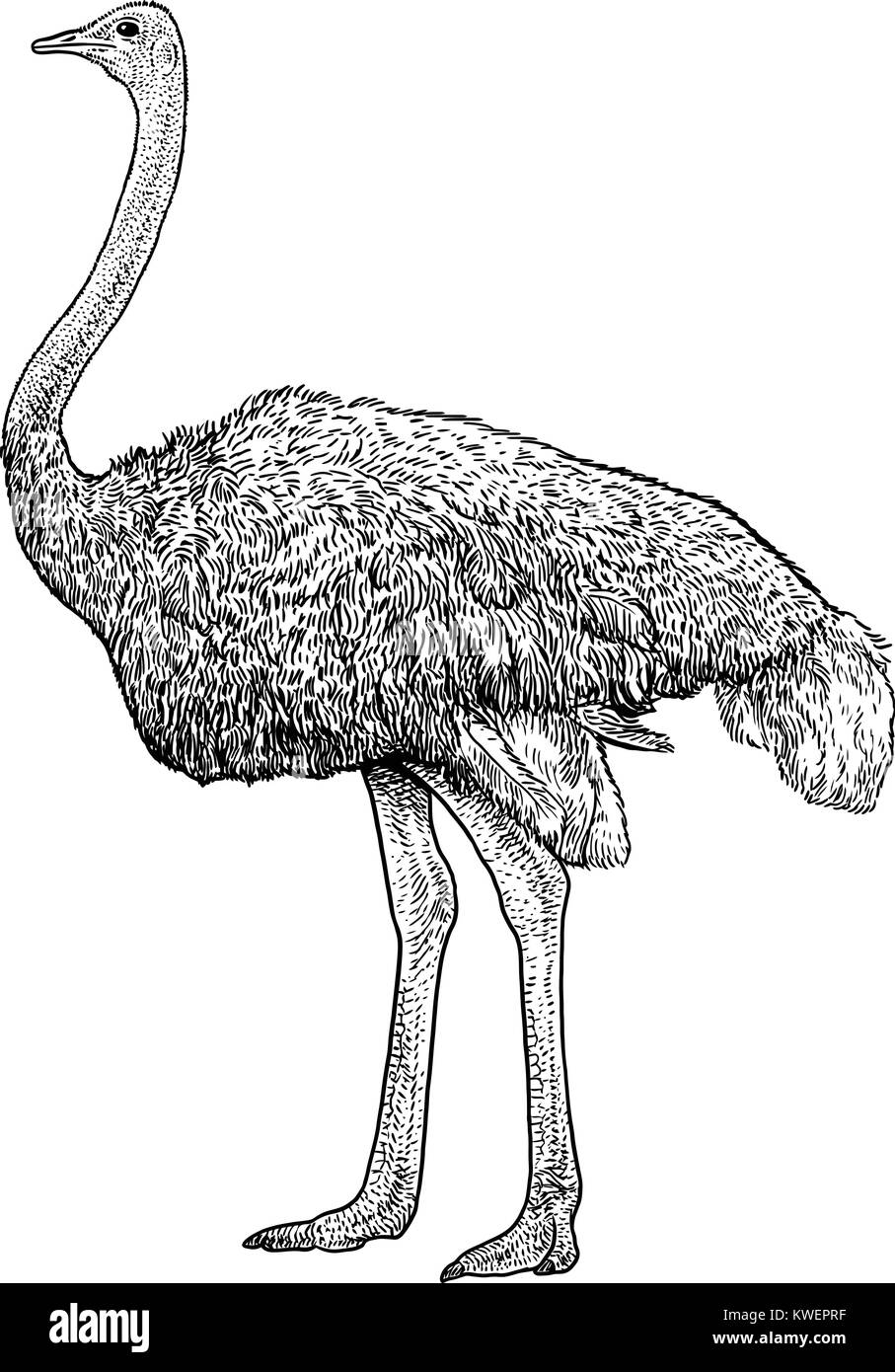 Illustrazione di struzzo, disegno, incisione, inchiostro, line art, vettore Illustrazione Vettoriale