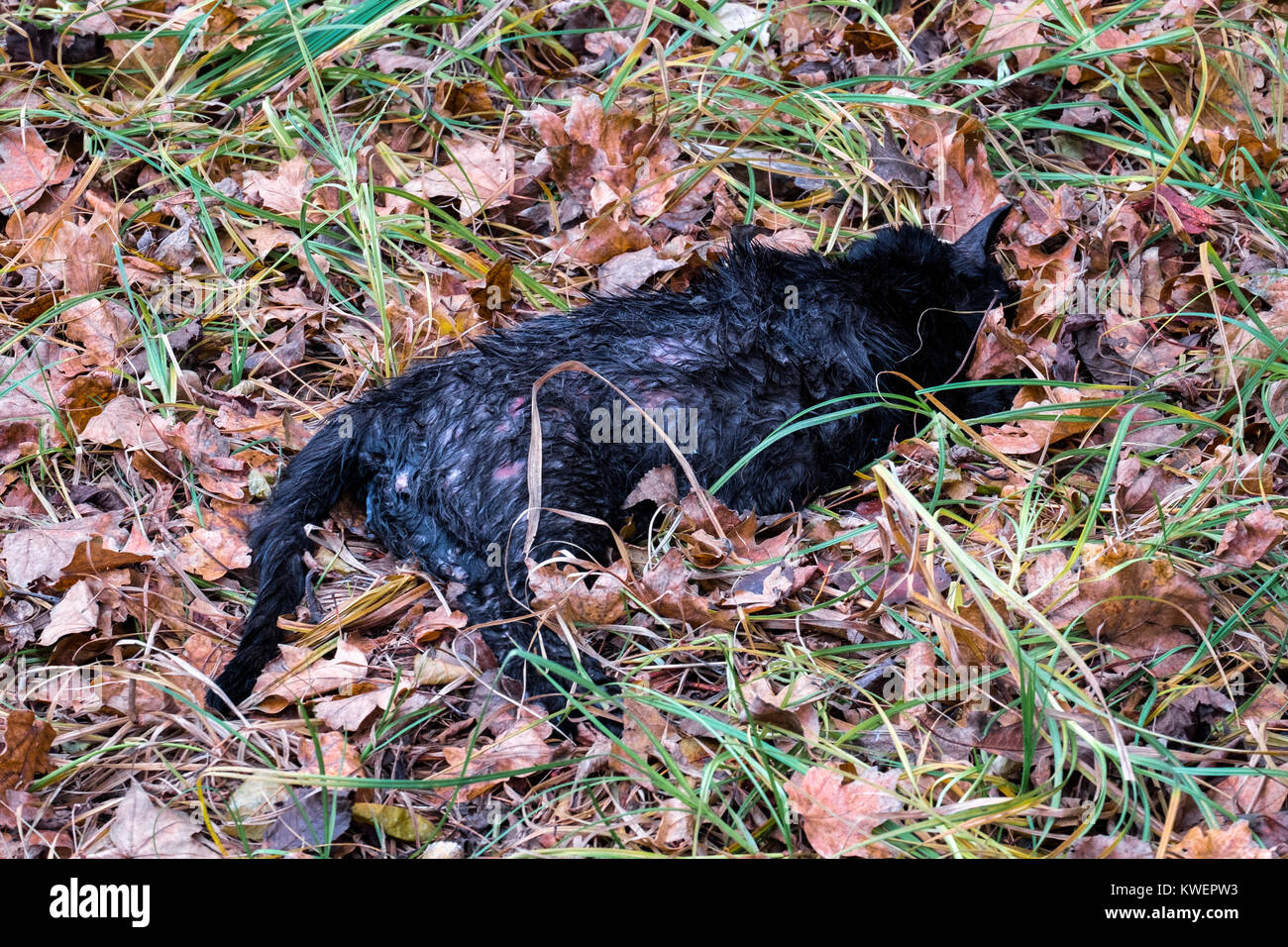 Gatto grigio morto immagini e fotografie stock ad alta risoluzione - Alamy