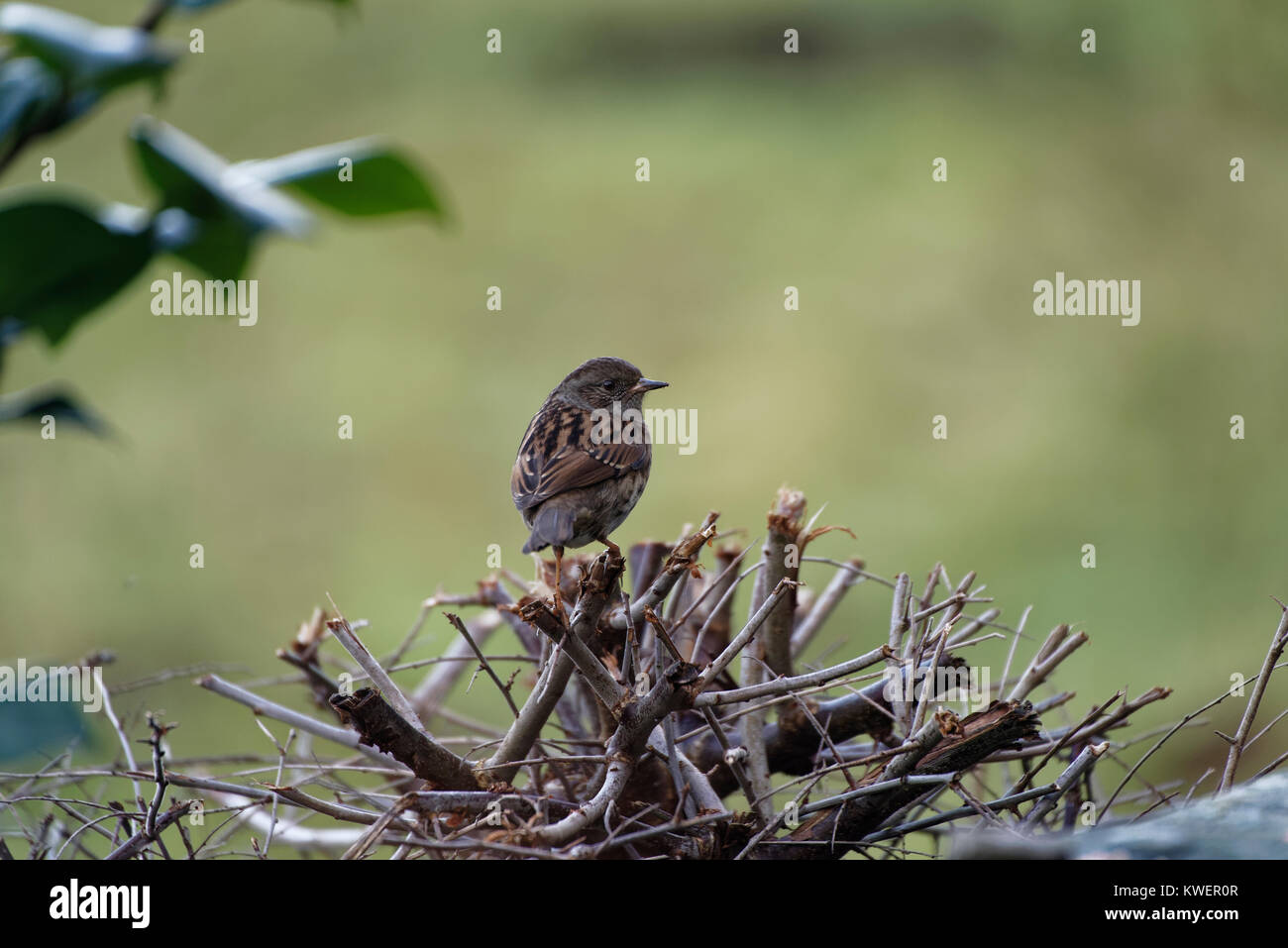 Dunnock o Hedge Sparrow arroccato su una boccola in The Borrowdale valley in Cumbria Foto Stock