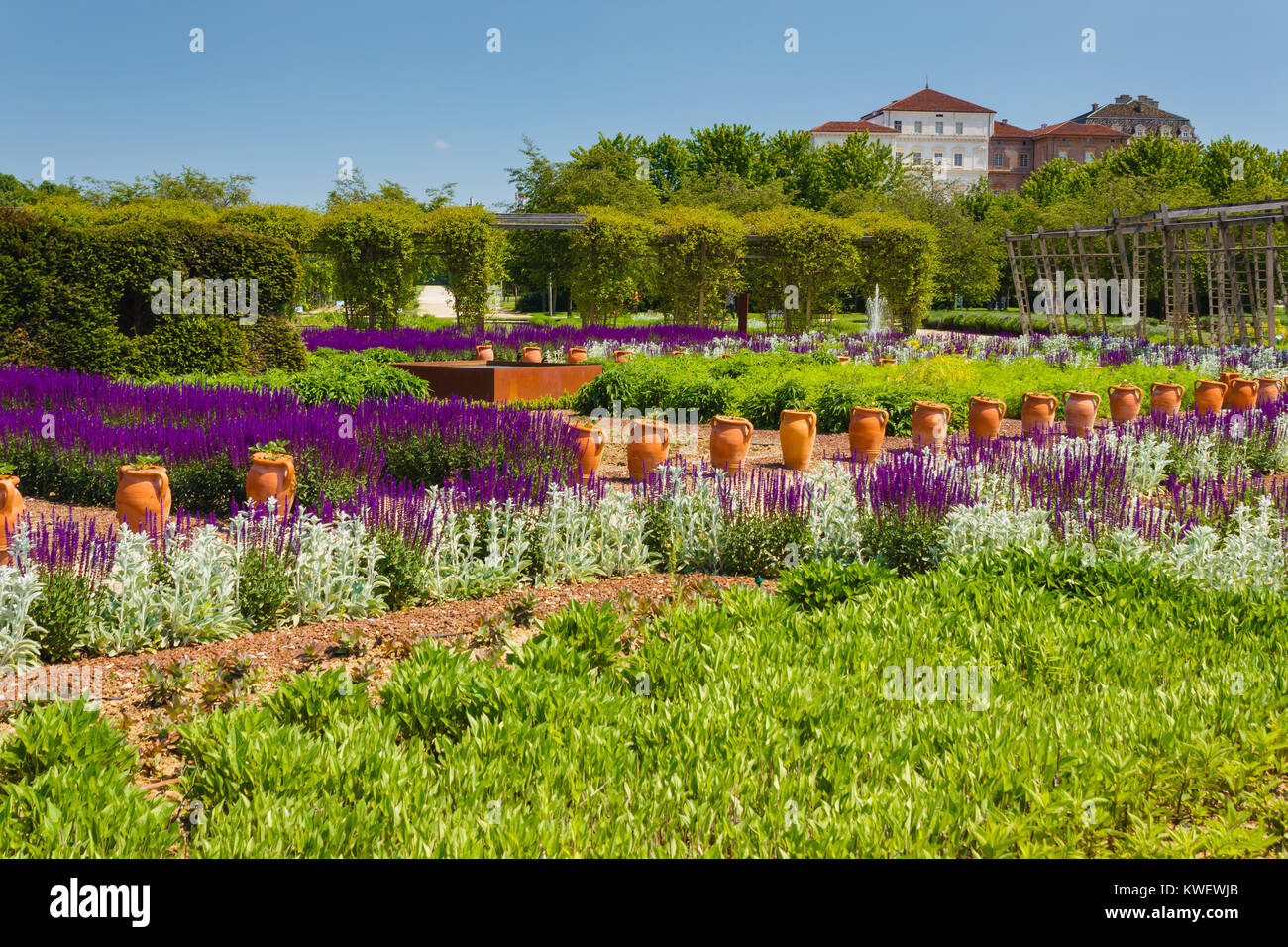 Una distesa di Purple Sage fiori e stachys lanata nel vegetale - Giardino di Venaria il palazzo reale nei pressi di Torino,in Piemonte (Italia) Foto Stock