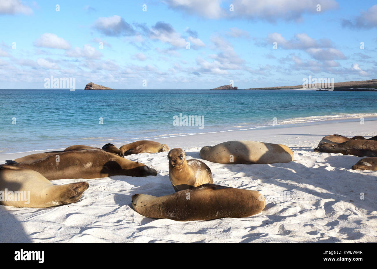 Le Galapagos i leoni di mare sulla spiaggia, Baia Gardner, all'Isola Espanola, Isole Galapagos Ecuador America del Sud Foto Stock