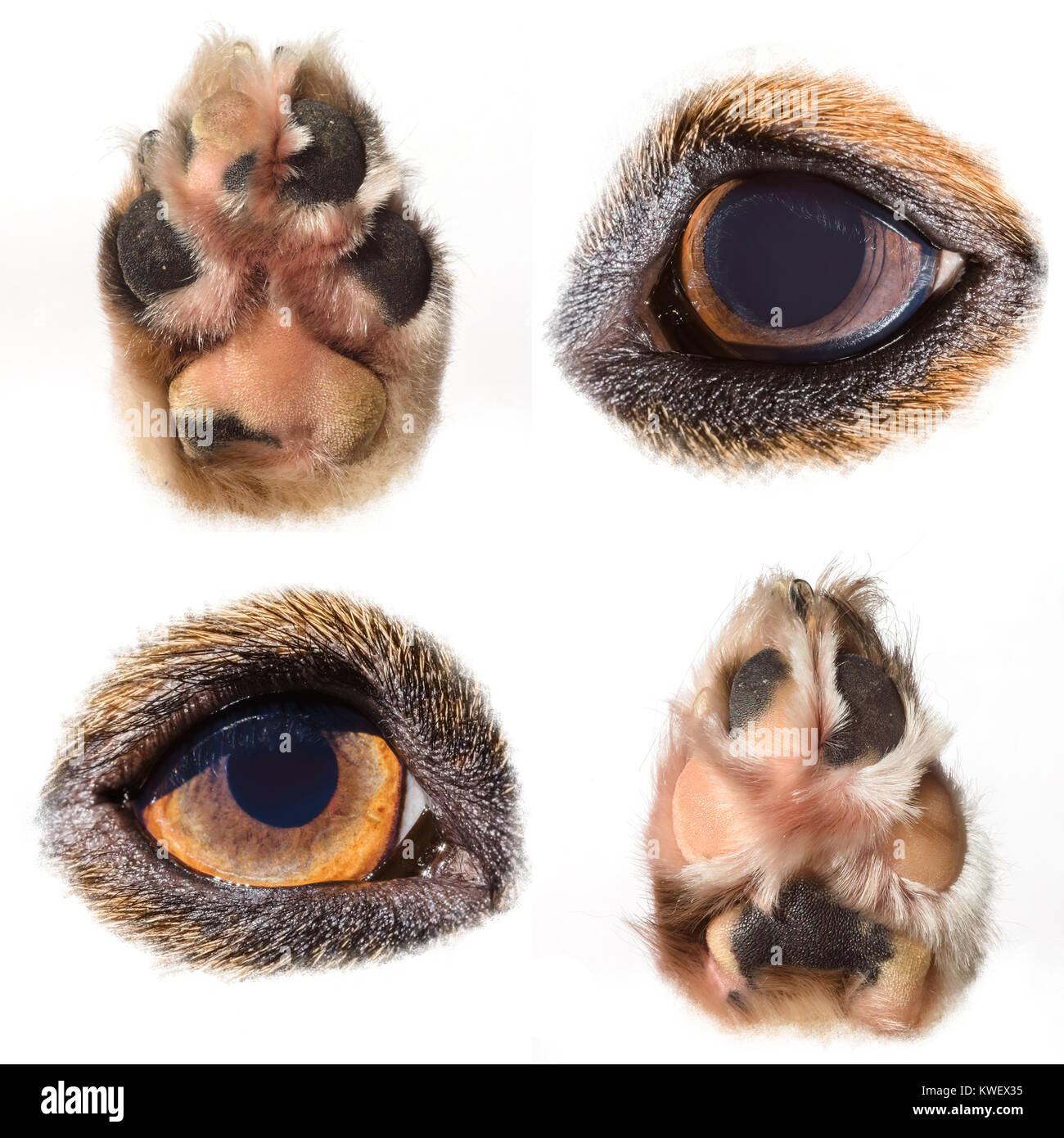 Foto di una collezione di macro di cani occhi e zampe Foto Stock