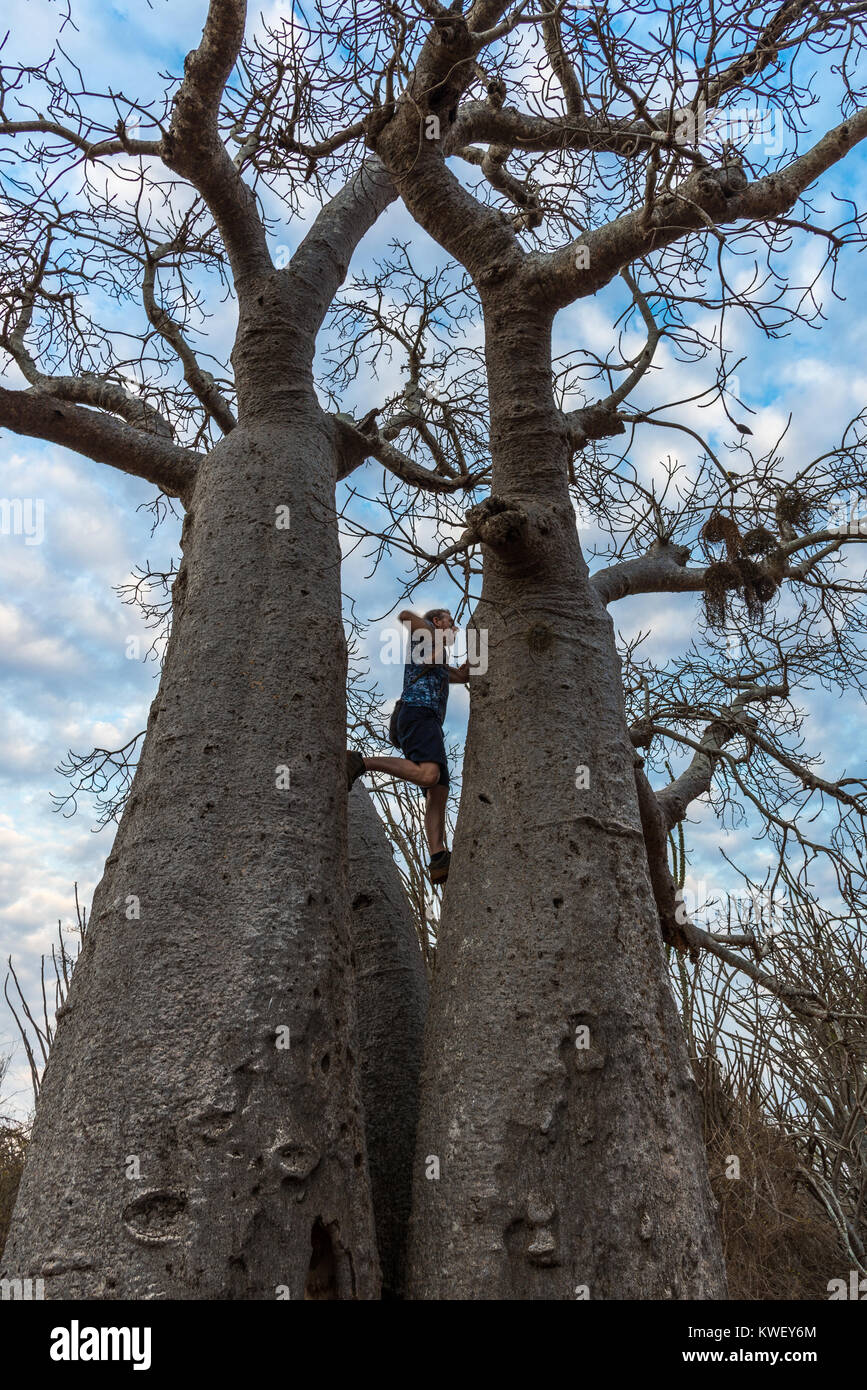 Un turista occidentale salendo un gigante di Baobab. Madagascar, Africa. Foto Stock