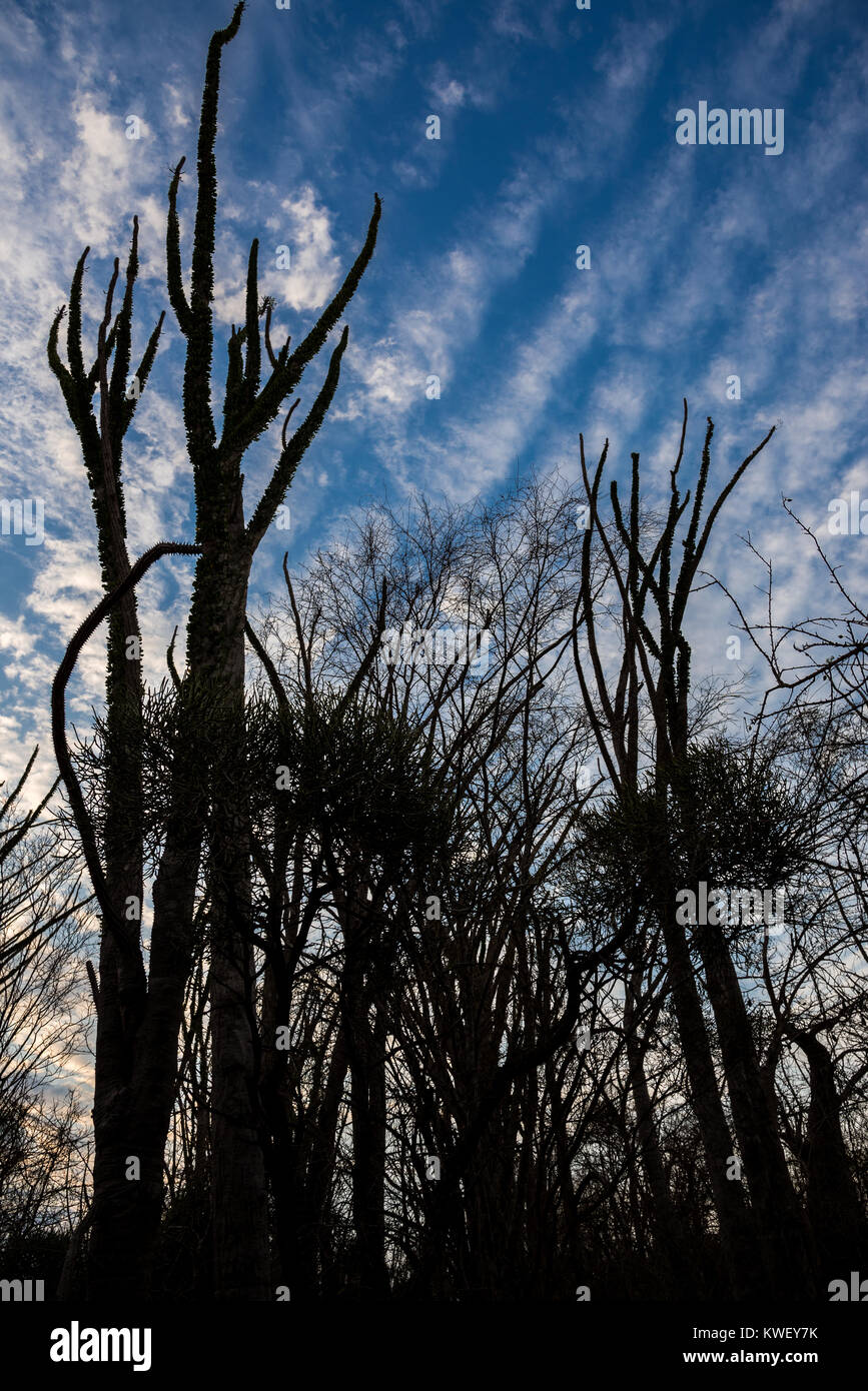 Alluaudia procera, o il Madagascar ocotillo, sono unici per la foresta spinosa a Berenty riserva privata nel sud-ovest del Madagascar, Africa. Foto Stock