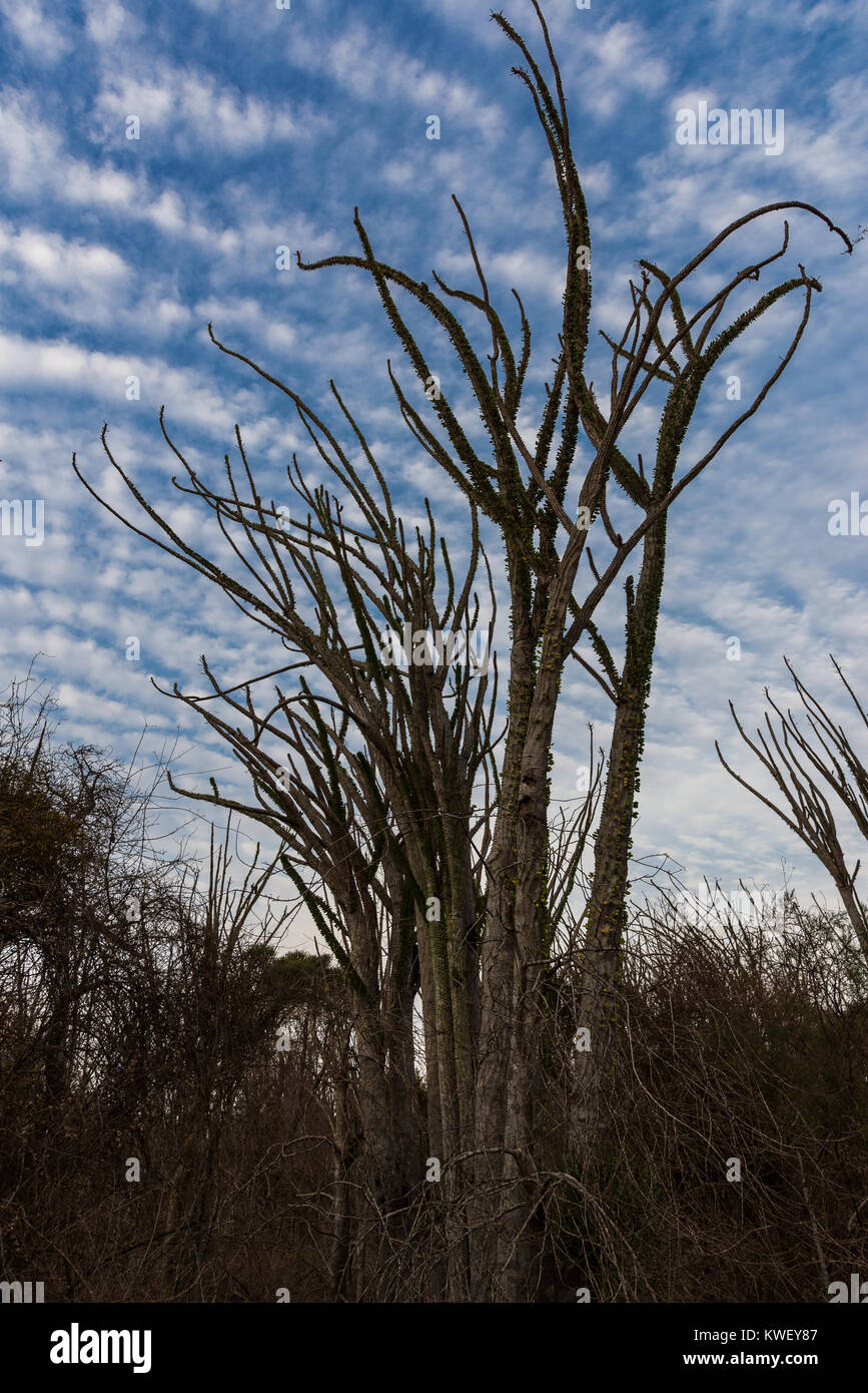 Alluaudia procera, o il Madagascar ocotillo, sono unici per la foresta spinosa a Berenty riserva privata nel sud-ovest del Madagascar, Africa. Foto Stock