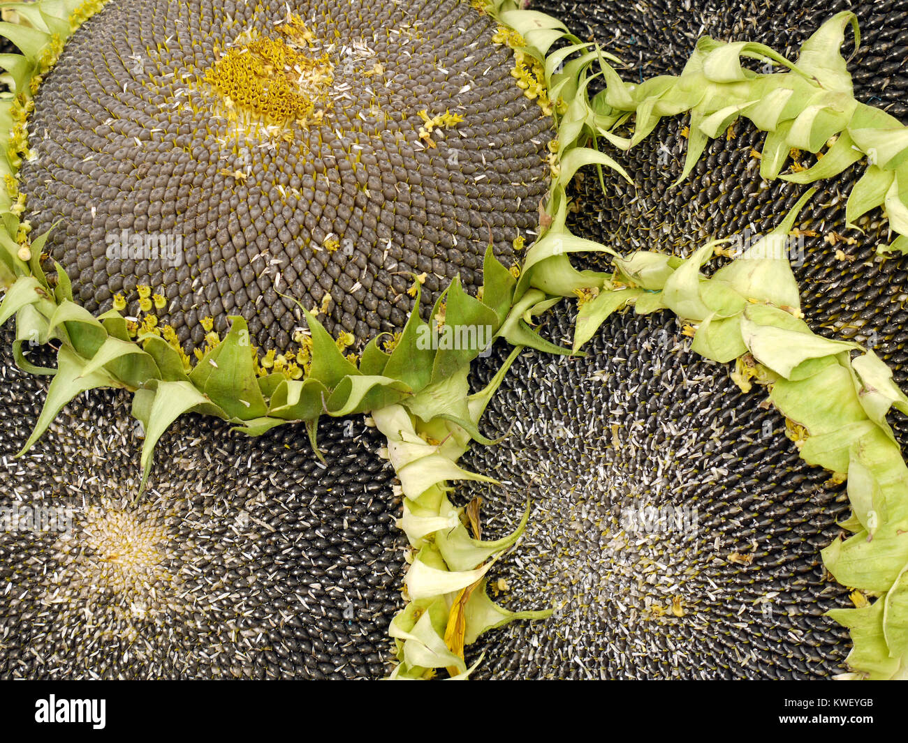 Mazzetto di commestibile teste di semi di girasole Foto Stock