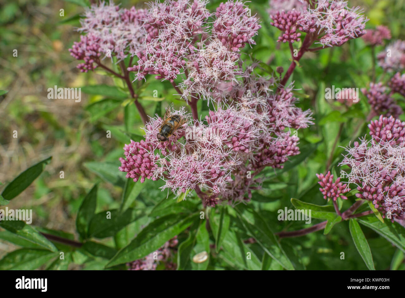 Teste di fioritura di canapa agrimonia / Eupatorium cannabinum. Foto Stock