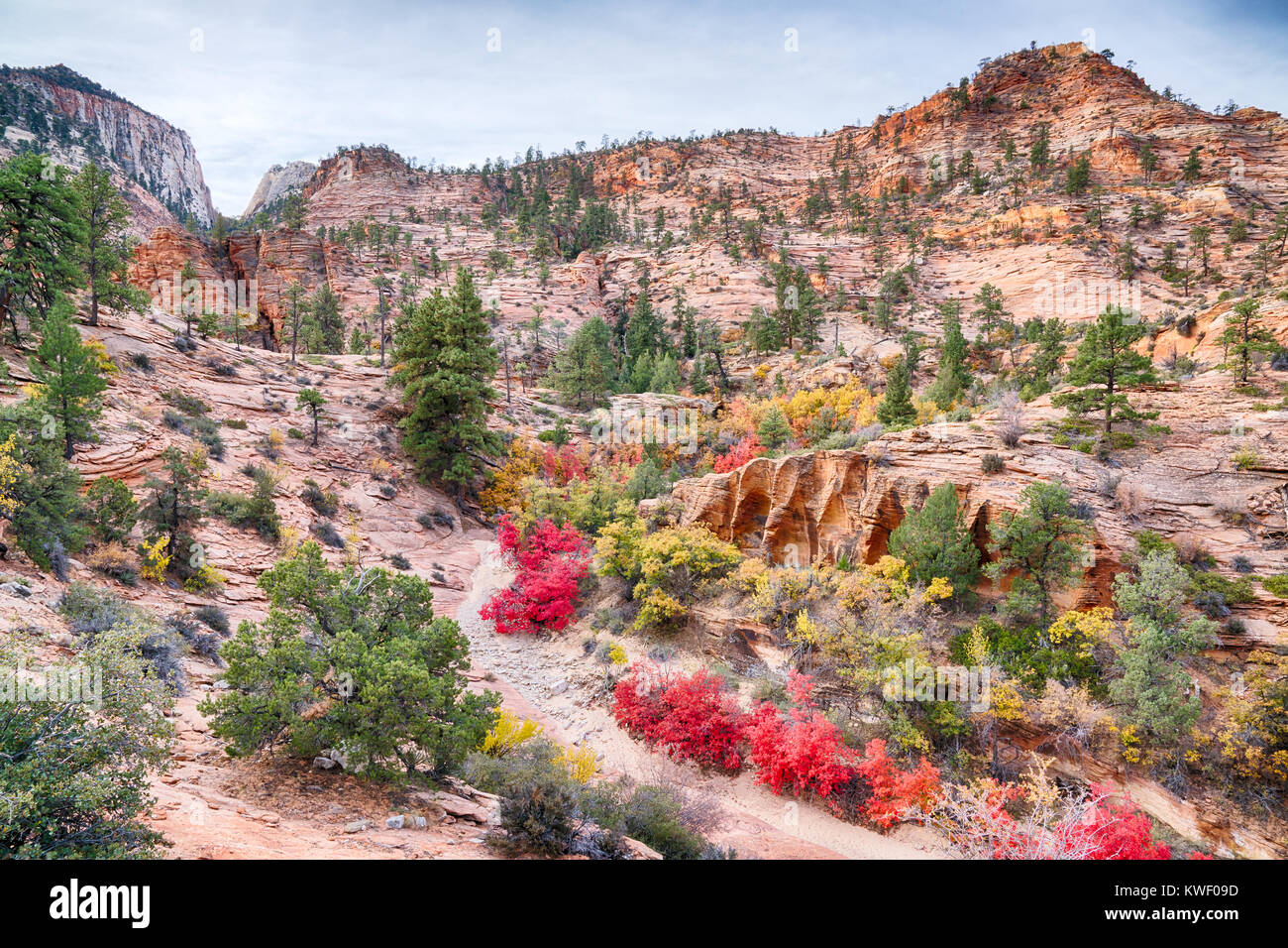 Autunno a colori nel Parco Nazionale di Zion, Utah Foto Stock