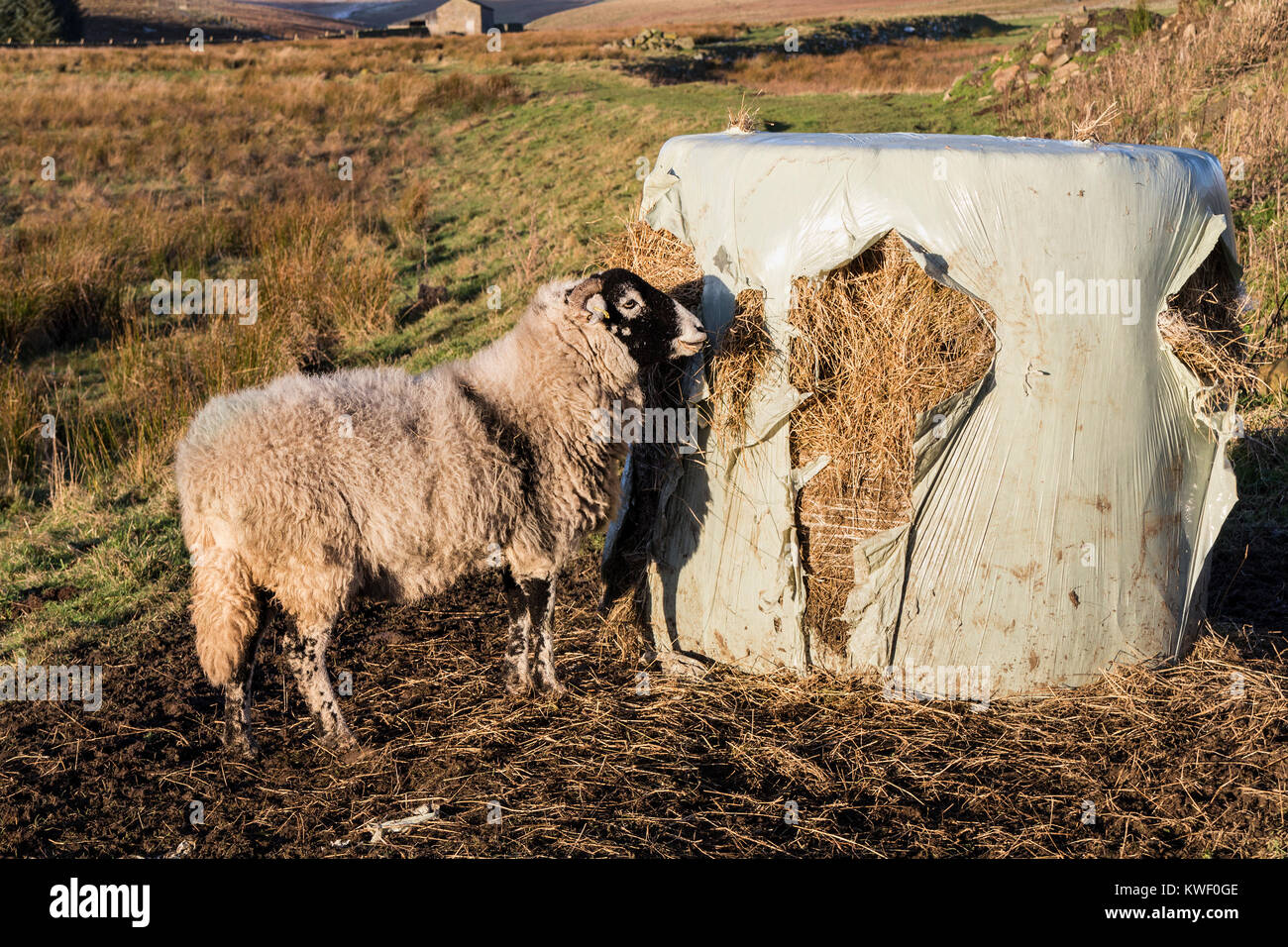 Pecore Swaledale mangiare a partire da una plastica ricoperto rotoballa di fieno, Teesdale, County Durham, Regno Unito Foto Stock