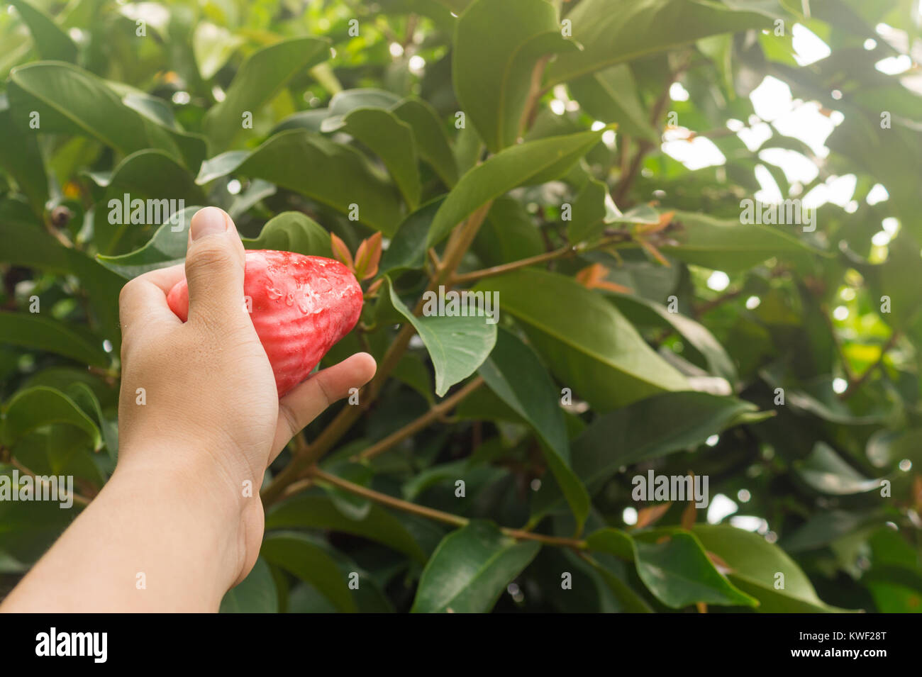 Una raccolta a mano Jambu guaiava off un albero Foto Stock