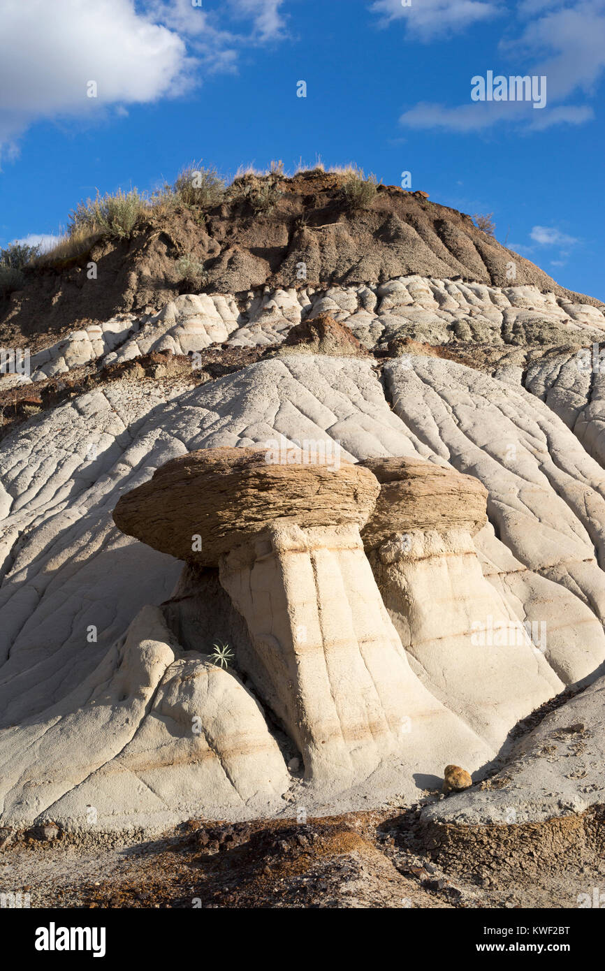 Hoodoos nelle terre dei badlands dell'Alberta. La roccia dura del cappuccio di ironstone sulla parte superiore protegge la pietra arenaria sottostante più morbida dall'erosione. Foto Stock