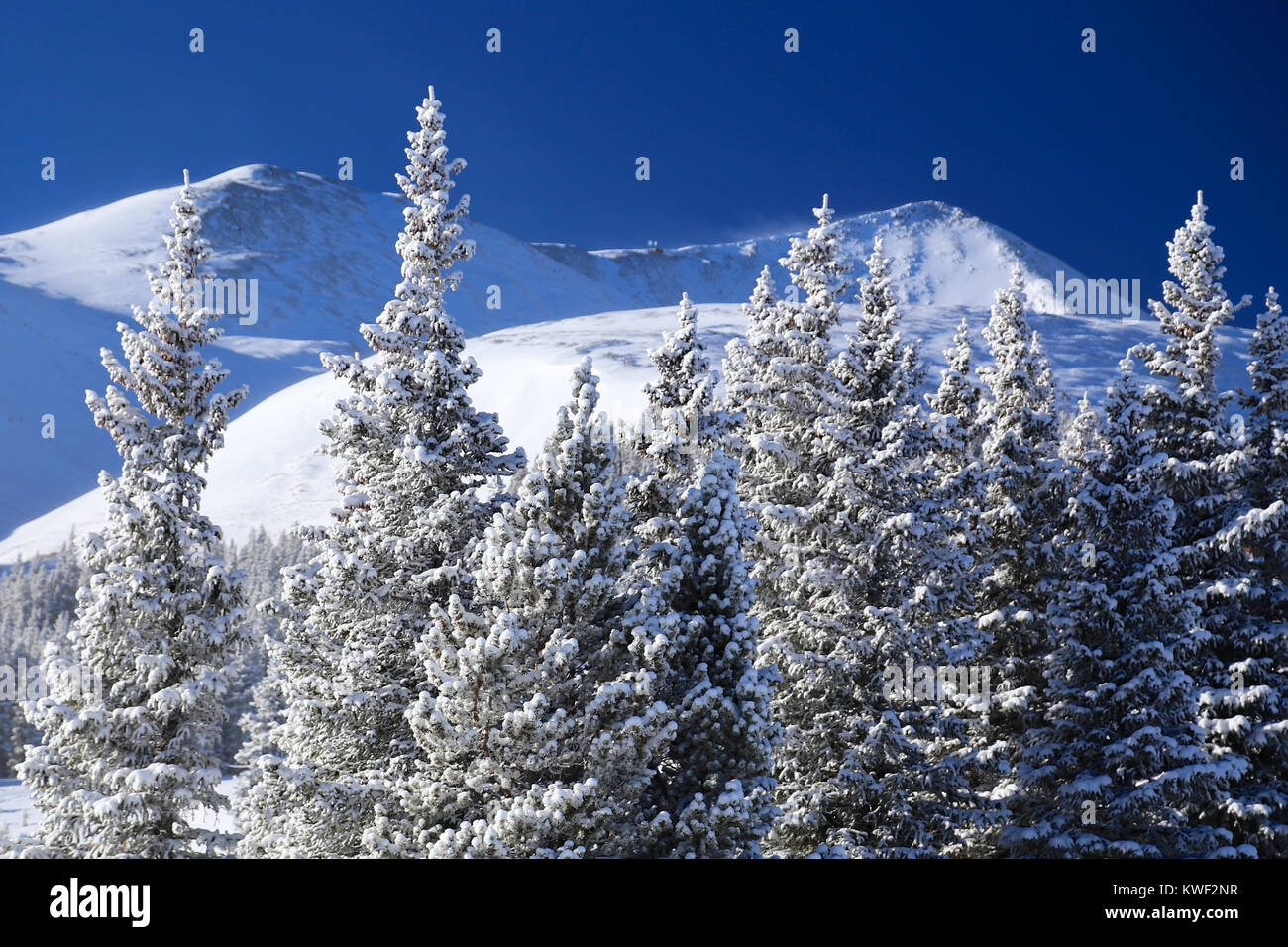 Inverno freschi polvere di neve su alberi sempreverdi con le montagne sullo sfondo a Breckenridge Ski Resort in Colorado Foto Stock
