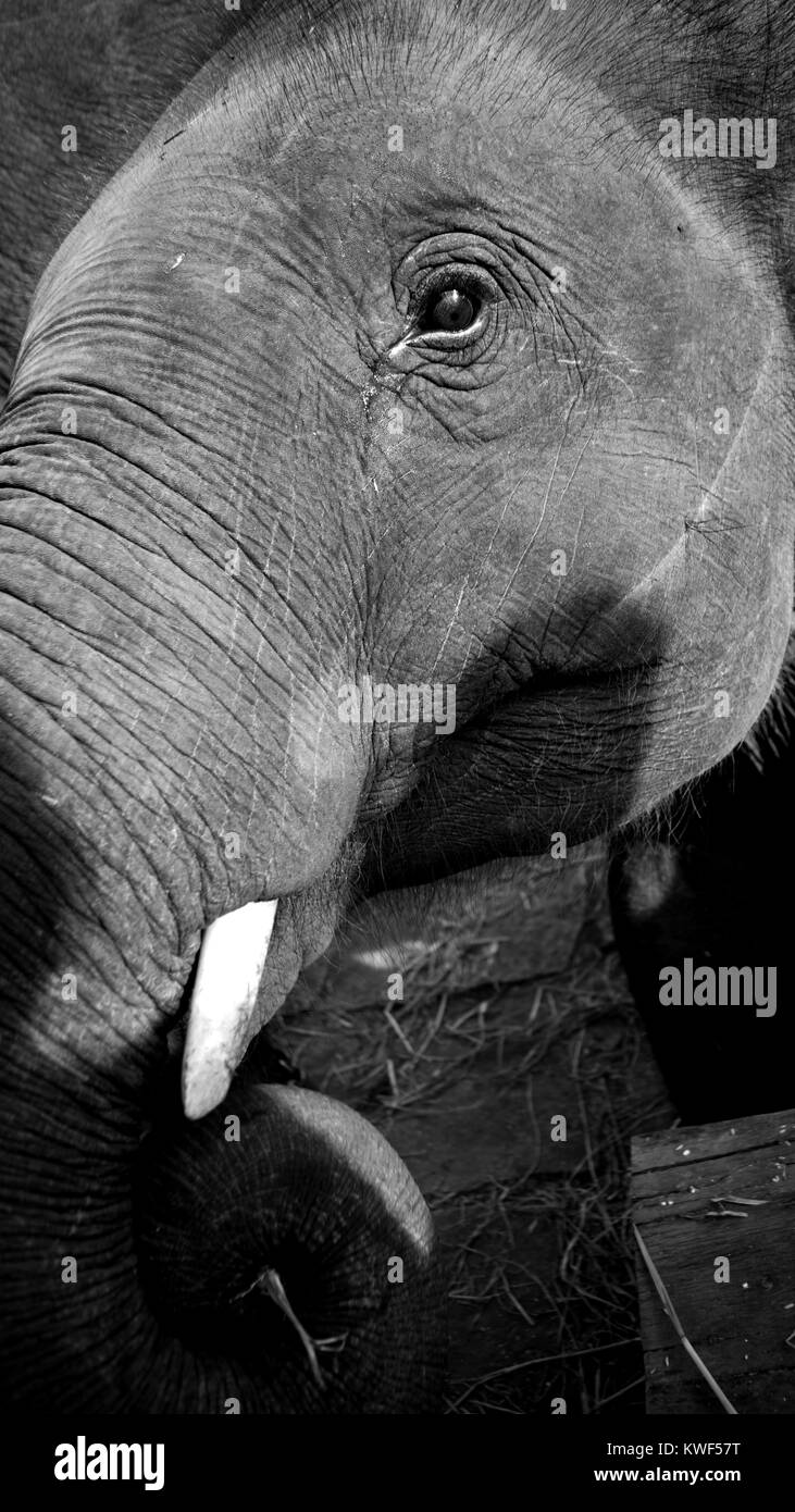 Elefante asiatico che è in cattività al fine di proteggere il loro numero perché sono sotto la lista delle specie in via di estinzione. Foto Stock