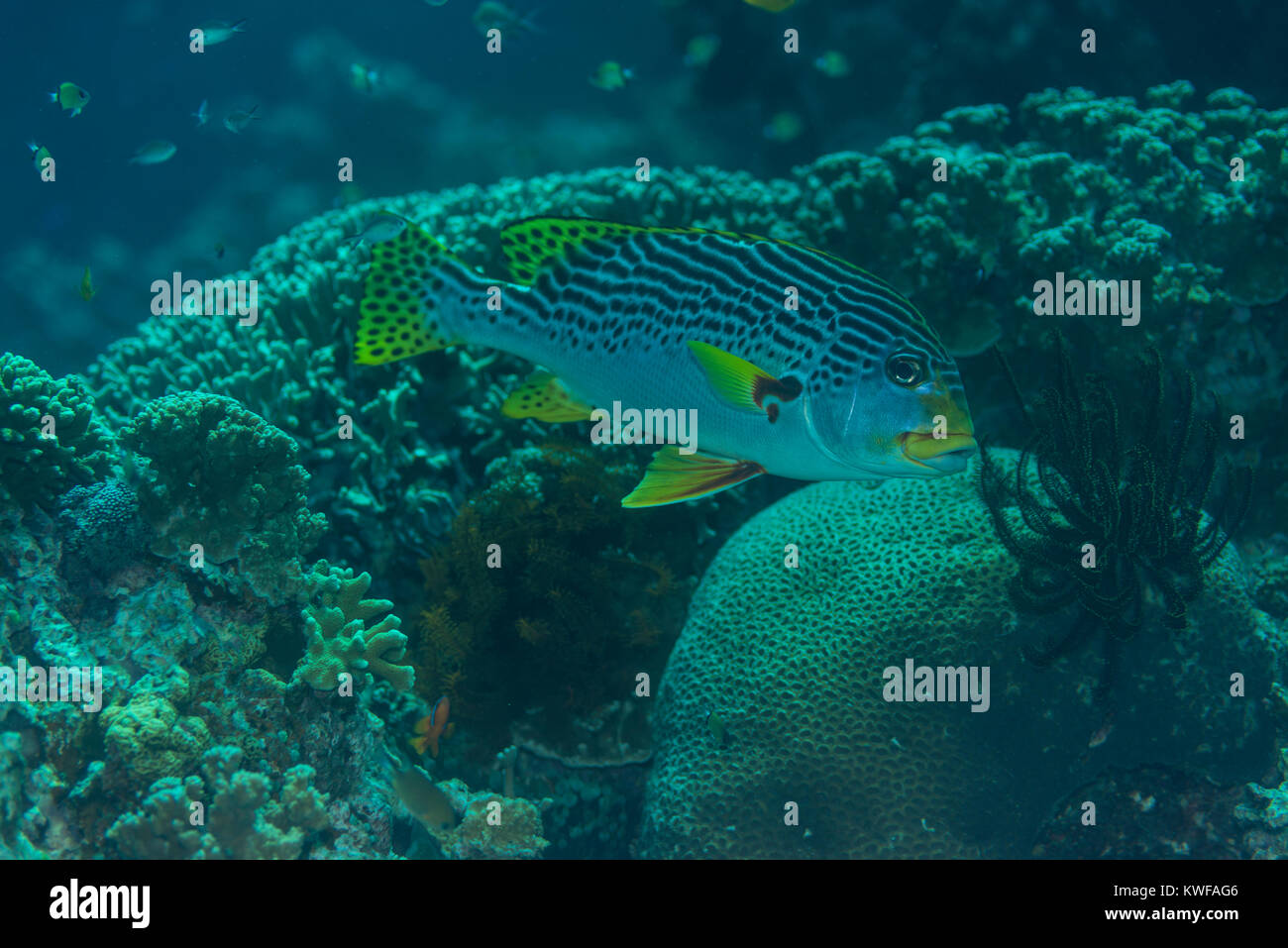 Sweetlips foderato con coralli in background Foto Stock