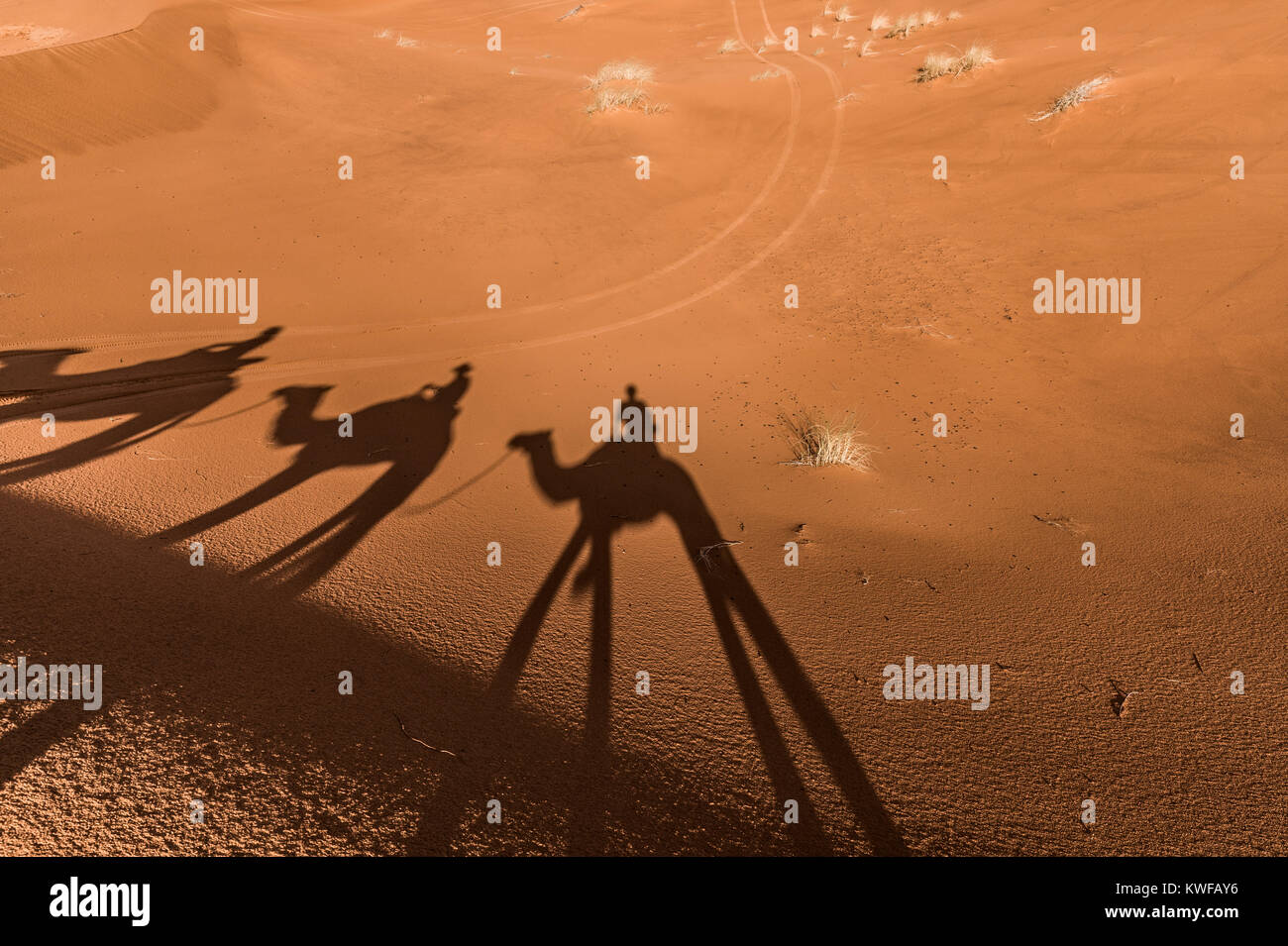 Camel ombre delle dune di sabbia durante il camel trek in Marocco deserto del Sahara. Foto Stock