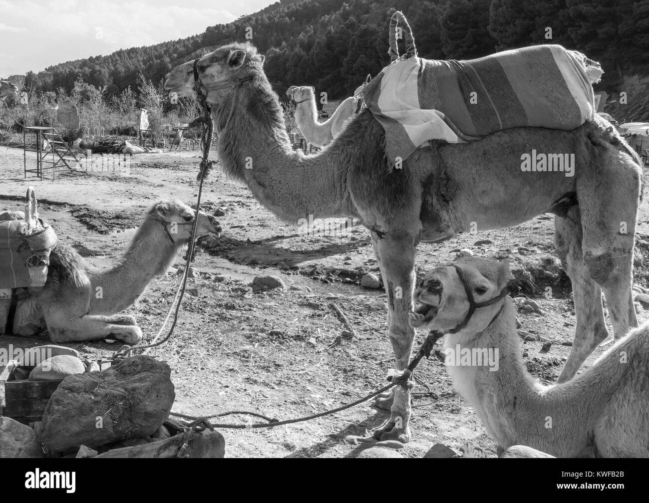 Cammelli pronto per noleggio - nei pressi di Asni, Montagne Atlas. Foto Stock