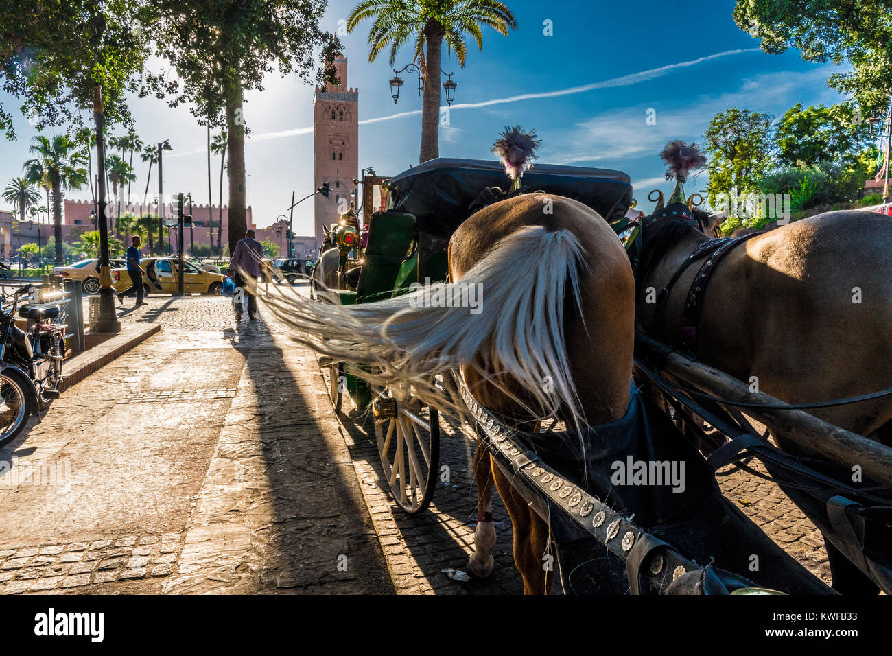 Caleche tradizionale o carro trainato da cavalli con swishing coda di cavallo. Foto Stock
