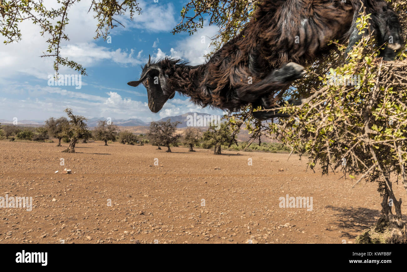 Caprini in alberi di Argan vicino a Taroudant Foto Stock