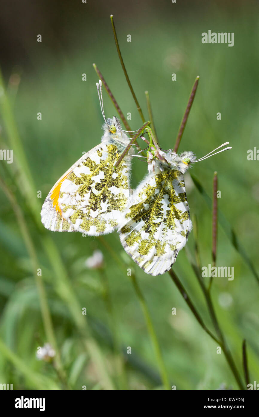 Punta arancione farfalle, Anthocharis cardamines, accoppiamento in primavera in un prato, Pieridae, arancio-punta, di insetto Foto Stock